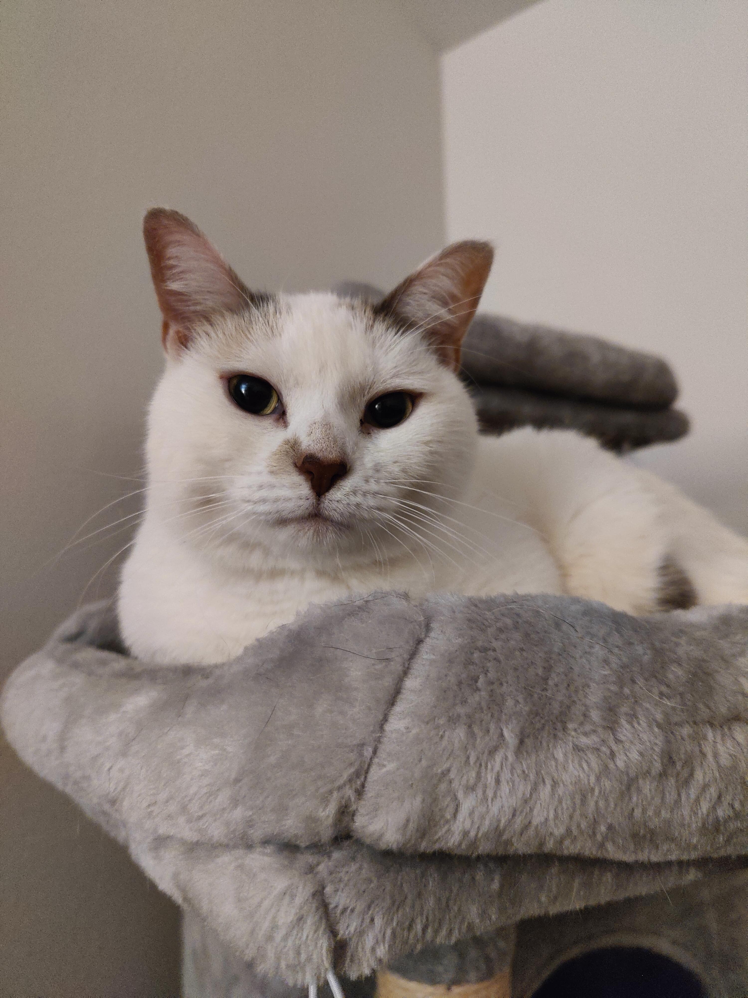 Enlarge Angel Cake - Local in Oregon , an adoptable mixed breed in Beaverton , OR image 4/6