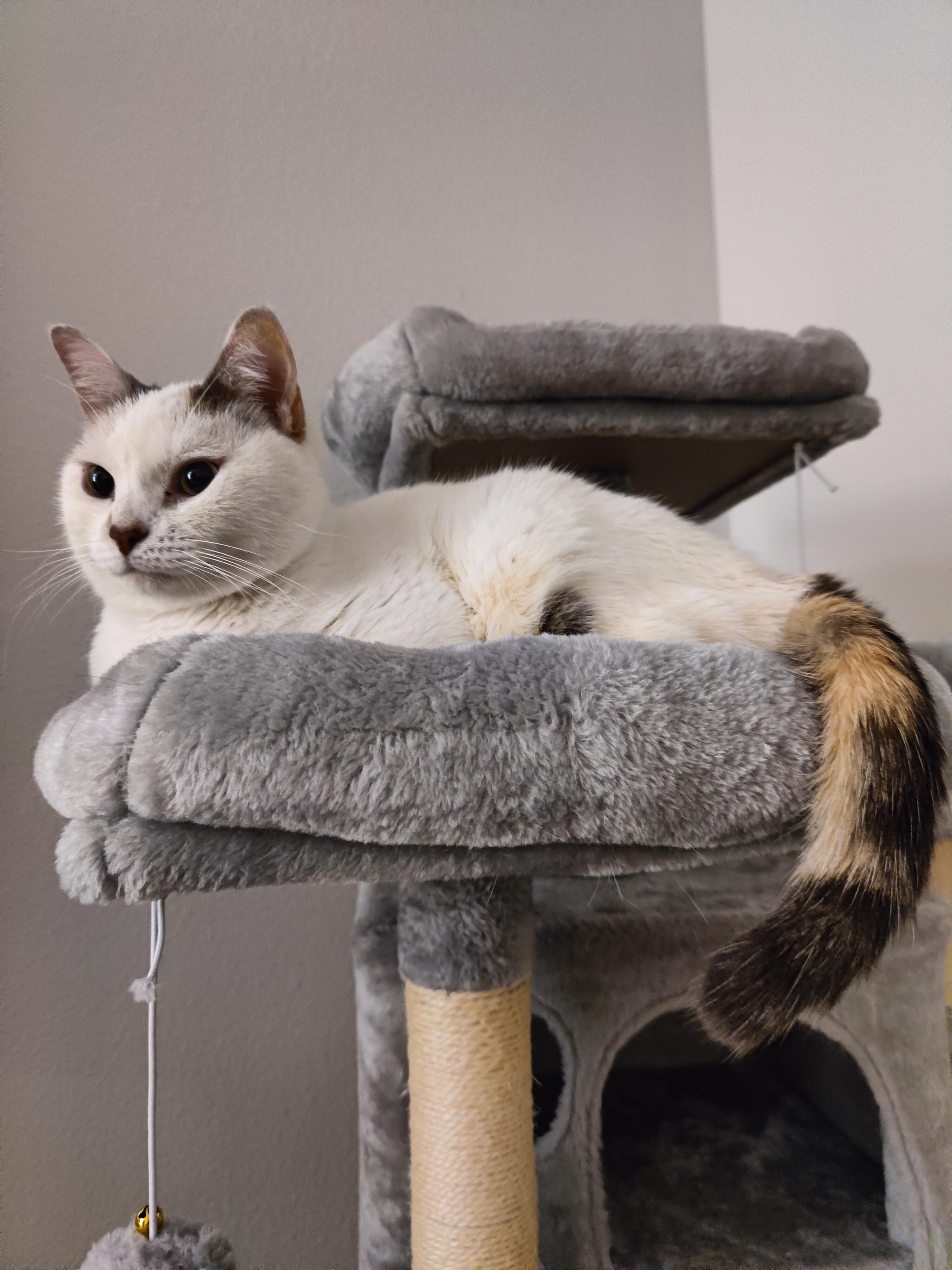 Enlarge Angel Cake - Local in Oregon , an adoptable mixed breed in Beaverton , OR image 5/6