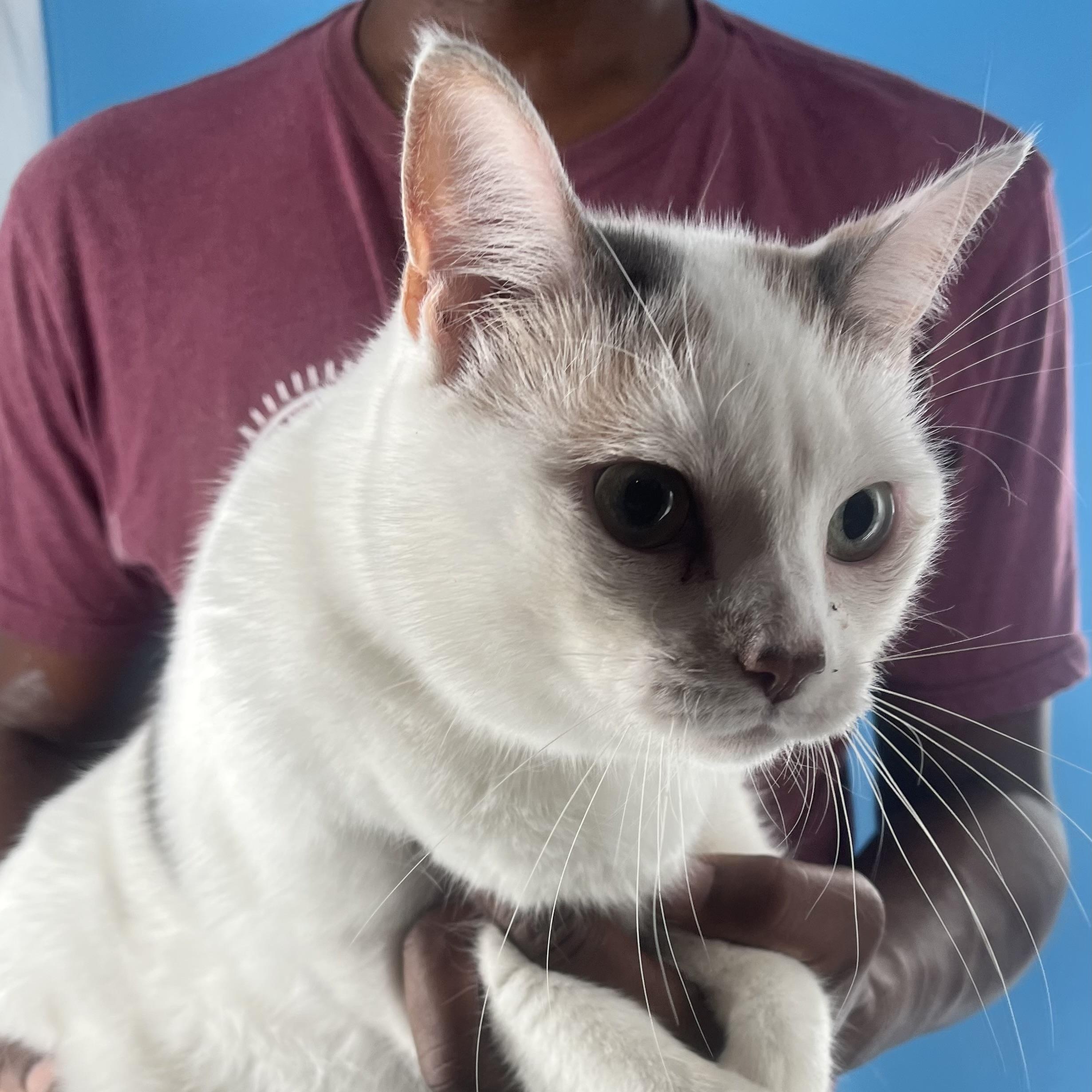 Angel Cake  Local thumbnail 6