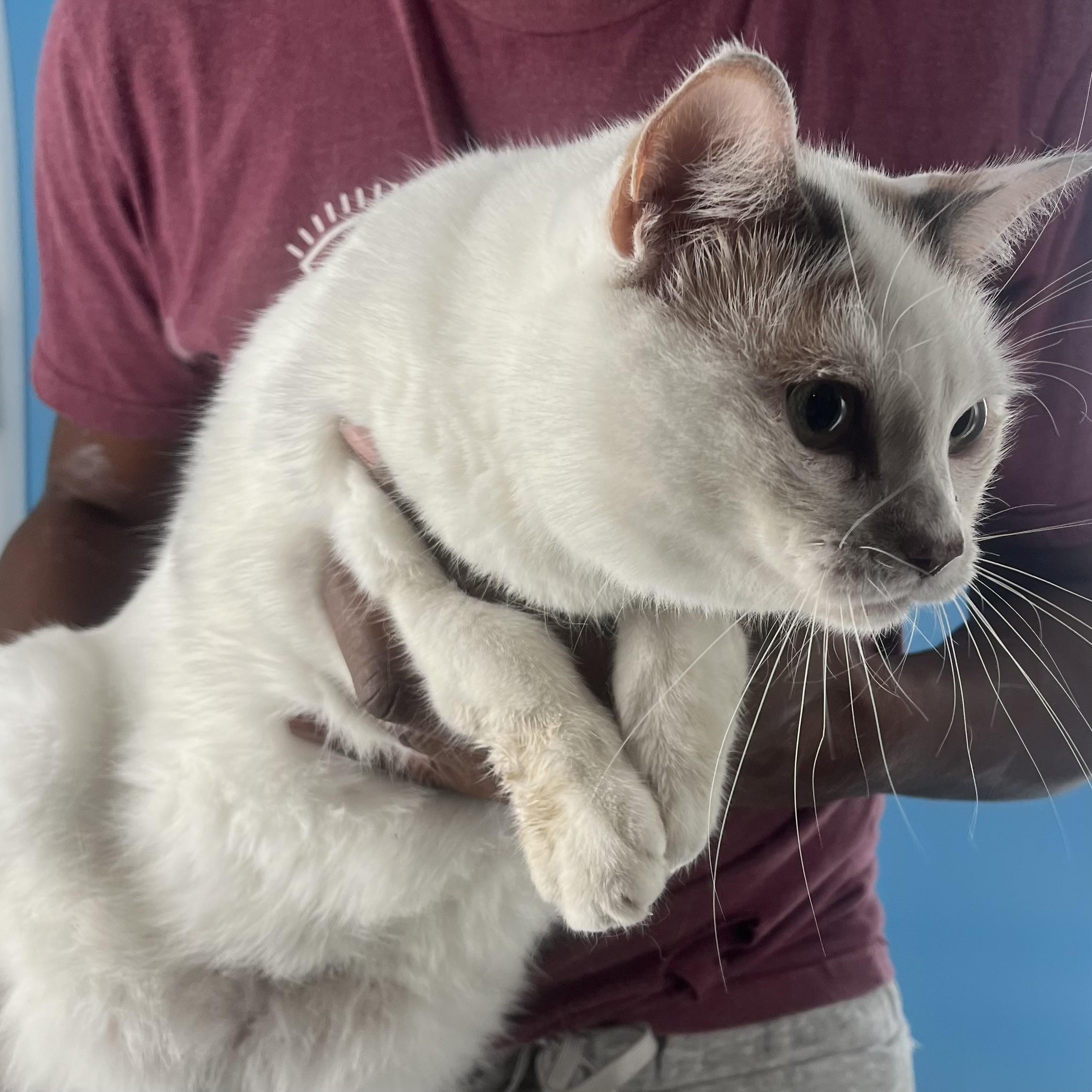 Angel Cake  Local thumbnail 4