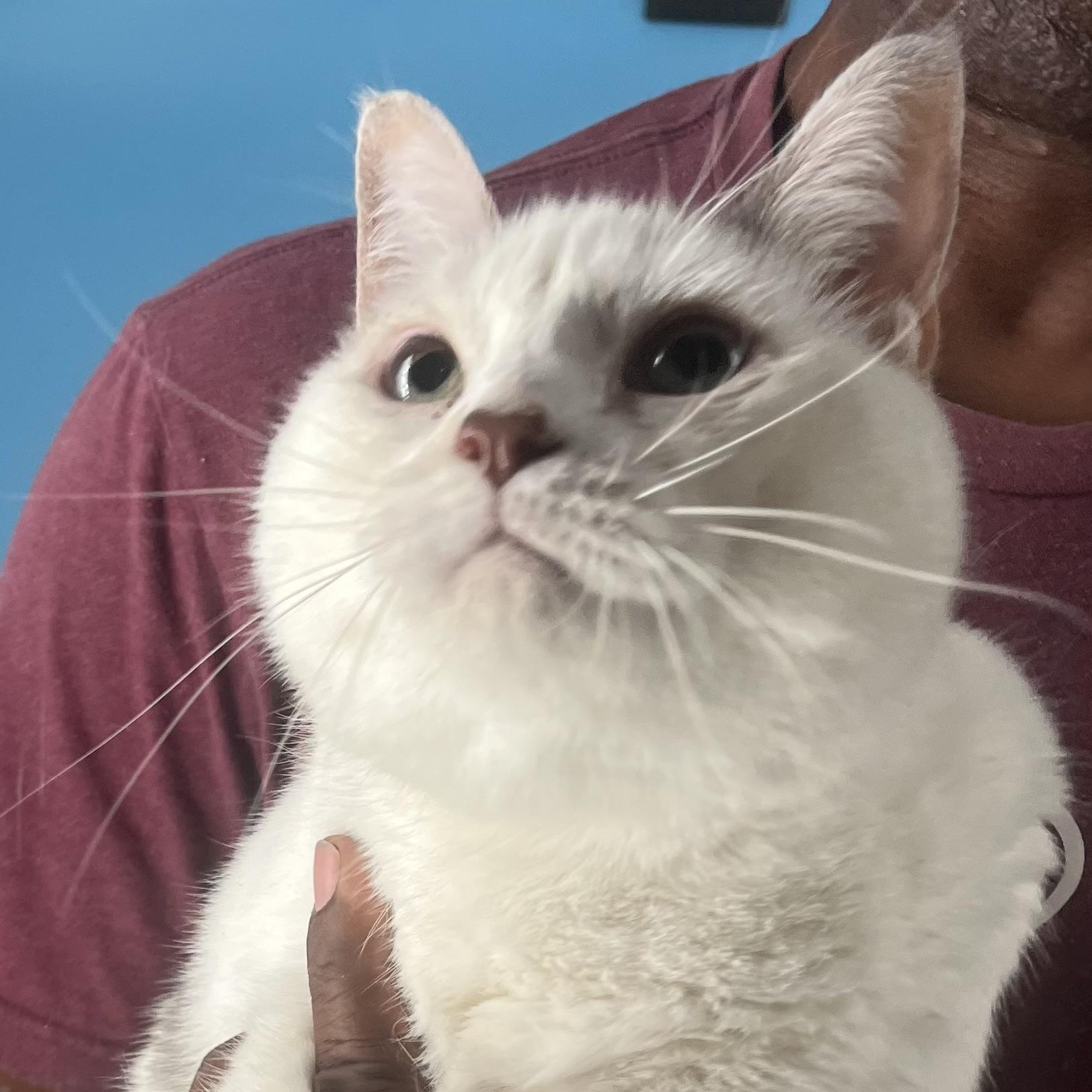 Enlarge Angel Cake - Local in Oregon , an adoptable mixed breed in Beaverton , OR image 3/6