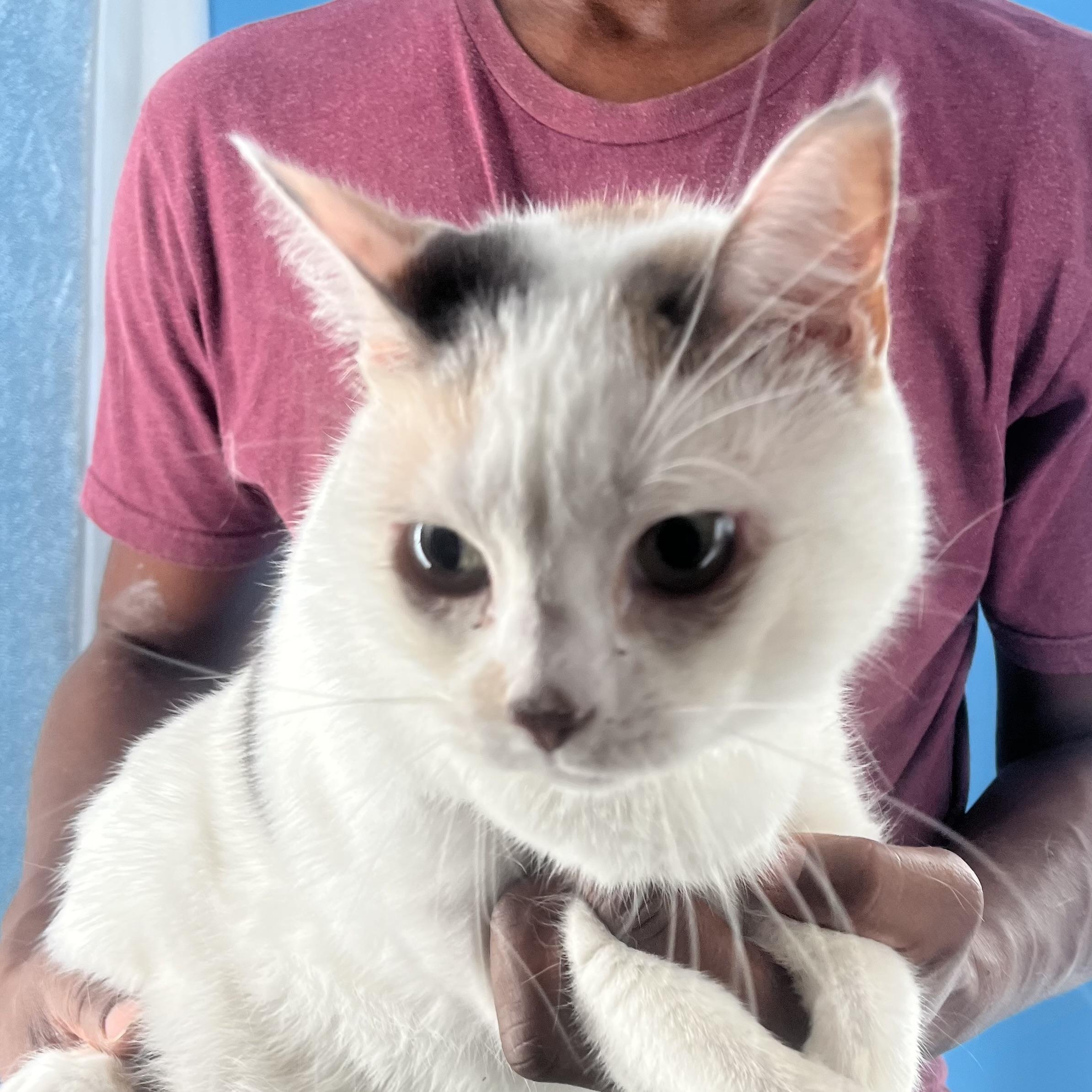 Enlarge Angel Cake - Local in Oregon , an adoptable mixed breed in Beaverton , OR image 2/6