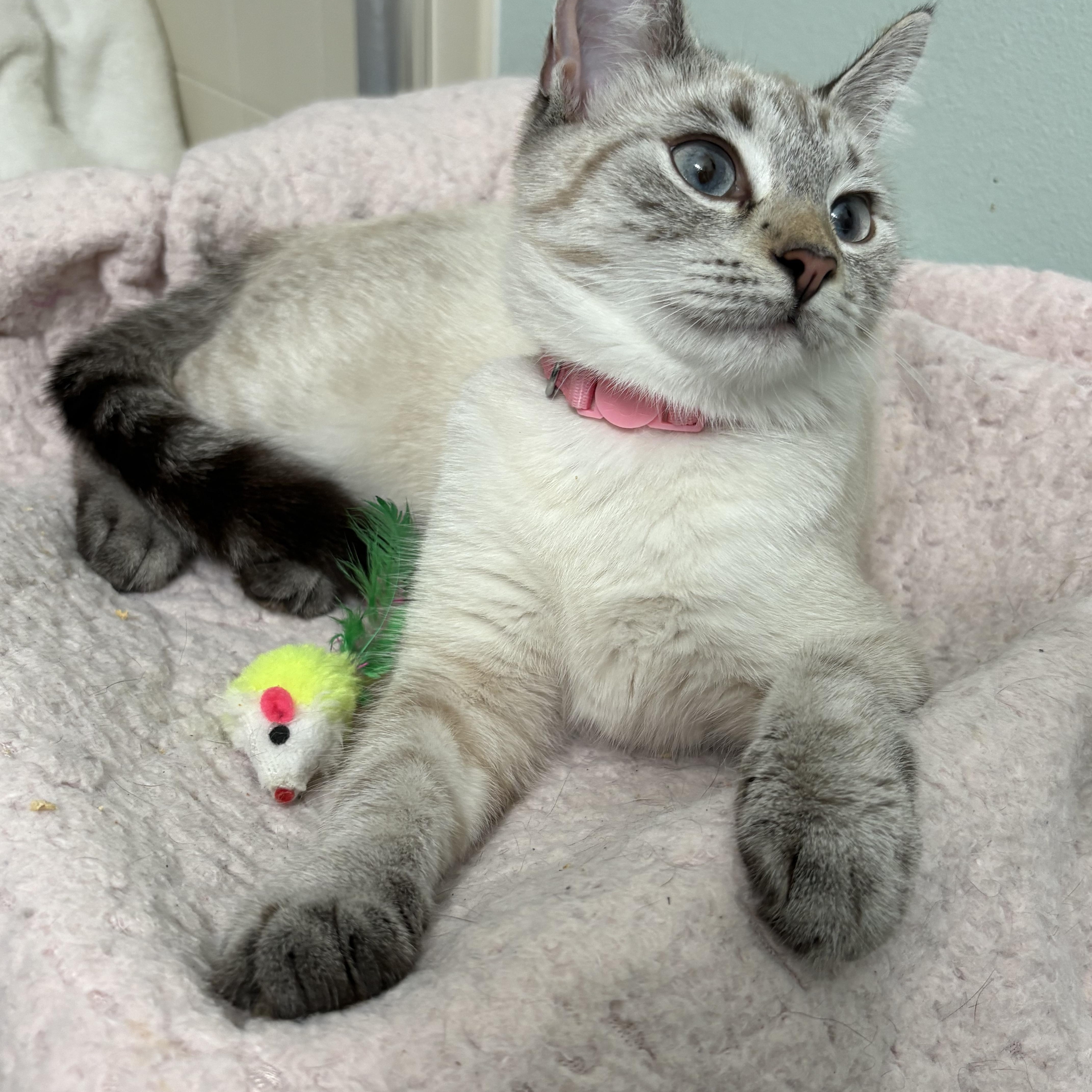 Ruby, Young Female unknown