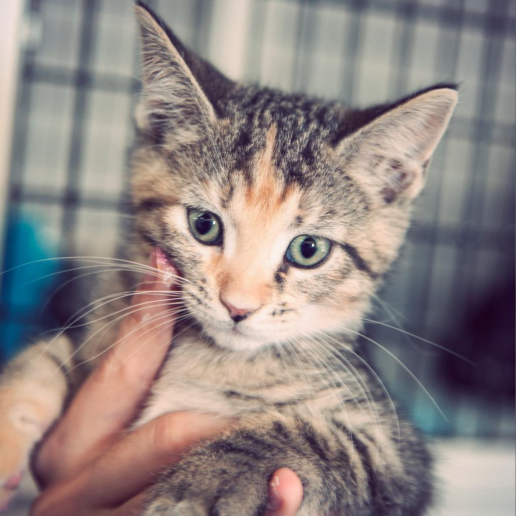 Kirsten, a Adoptable mixed breed in Tylertown, MS image 1/4