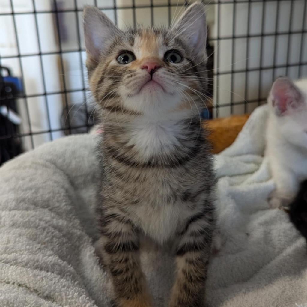 Kirsten, a Adoptable mixed breed in Tylertown, MS image 2/4