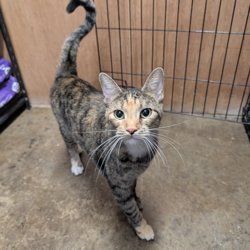 Kirsten, a Adoptable mixed breed in Tylertown, MS image 3/4