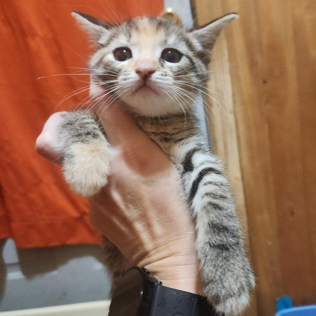 Kirsten, a Adoptable mixed breed in Tylertown, MS image 4/4