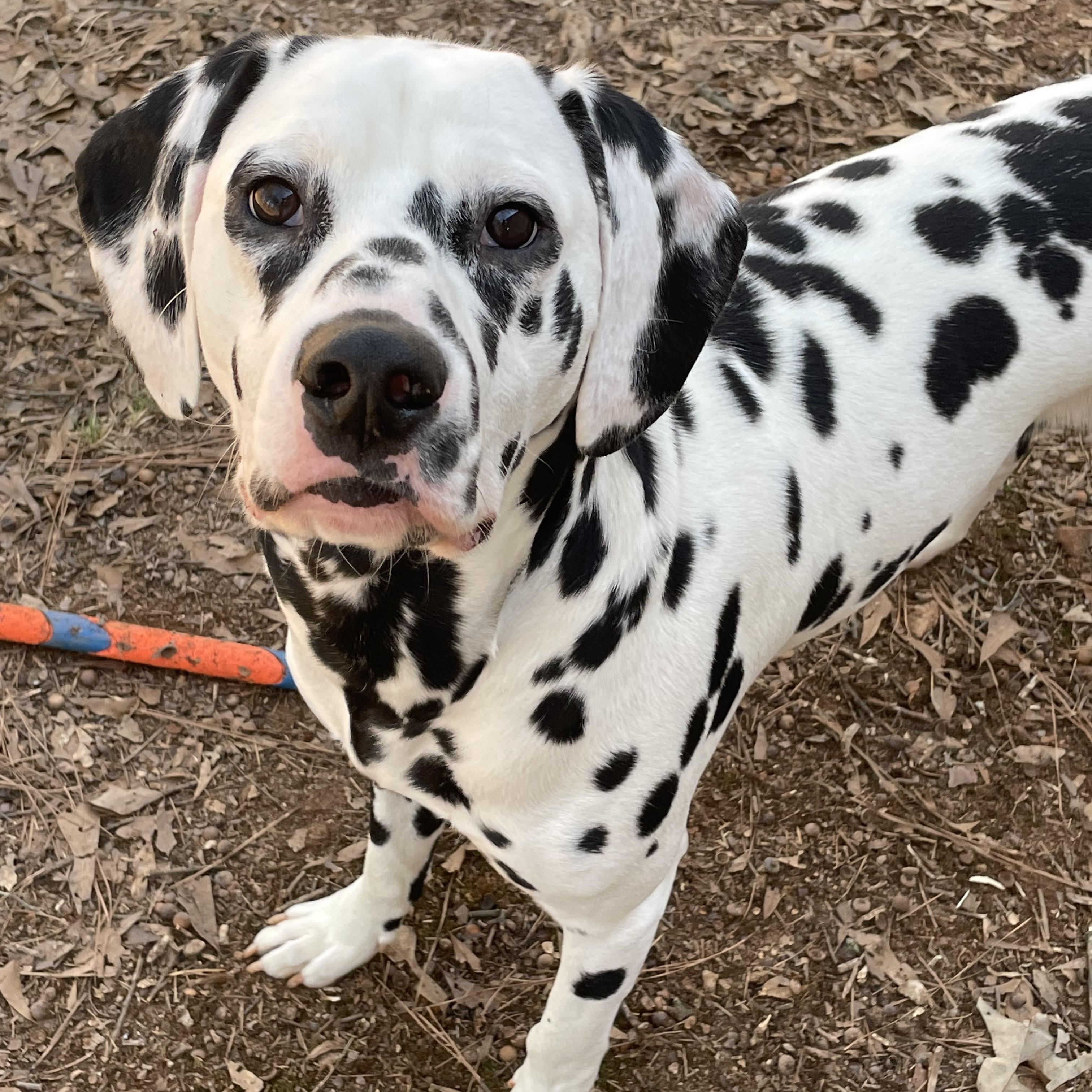 Obi-Gastonia, NC Bonded to Sky, Adoptable, Adult Male Dalmatian.