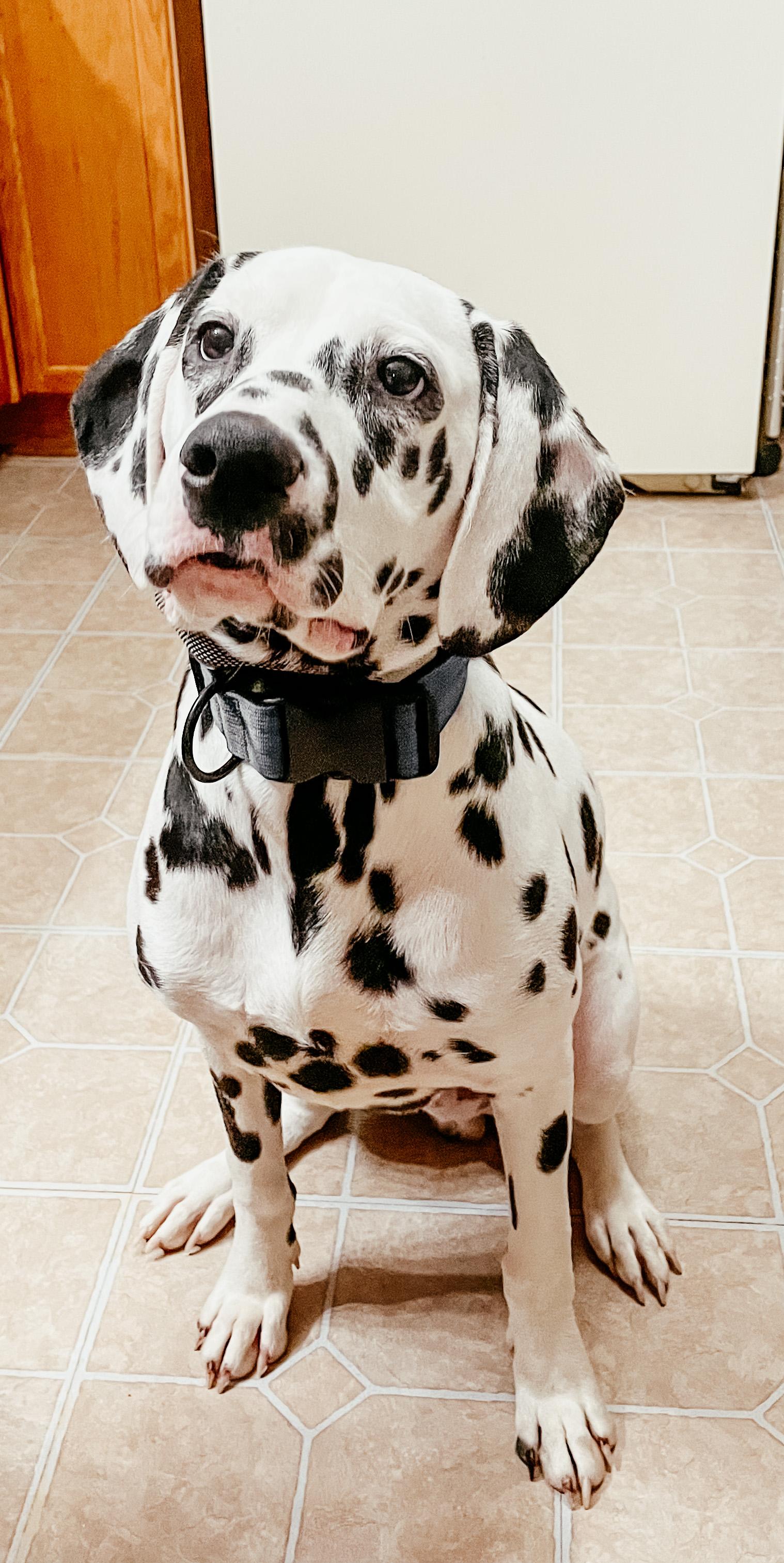 Enlarge Obi-Gastonia, NC Bonded to Sky, a Adoptable Dalmatian in Gastonia, NC image 2/3
