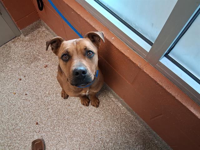 PARKER, Adoptable, Young Male Pit Bull Terrier & Mixed Breed.