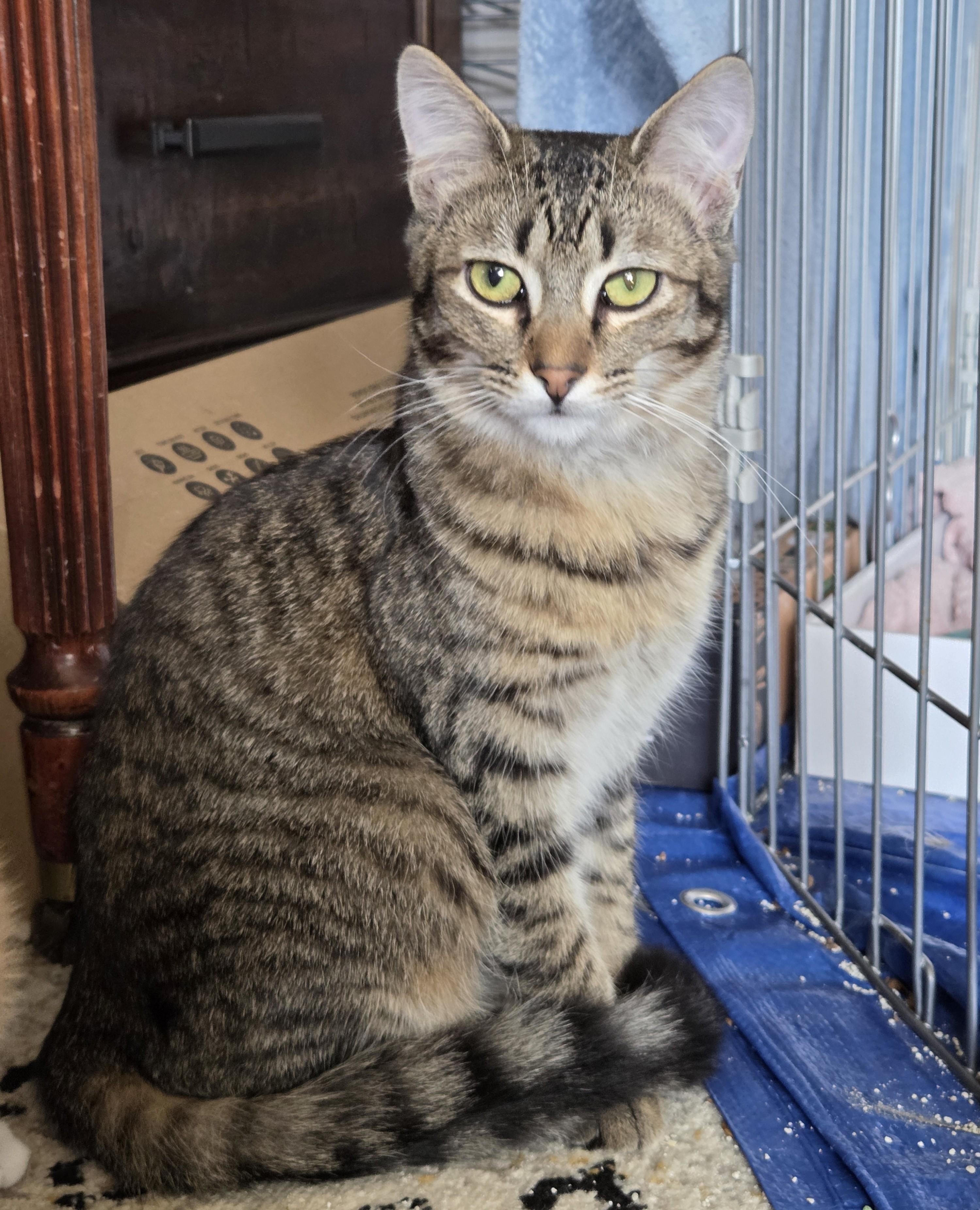 Enlarge Kai, an adopted Tabby in Millville, UT image 2/2