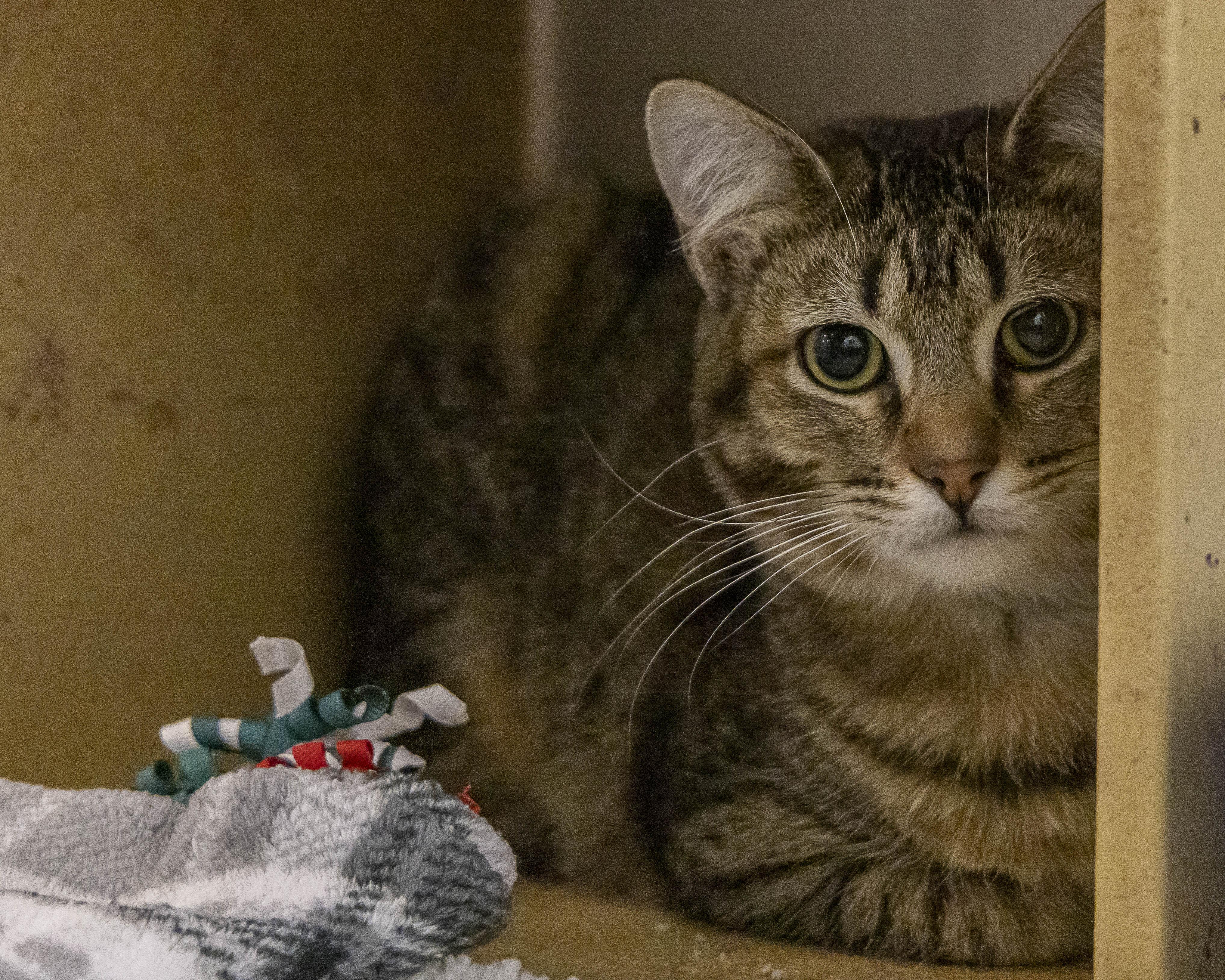 Enlarge Kai, an adopted Tabby in Millville, UT image 1/2