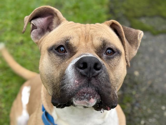 Enlarge AUGUSTUS, a Adoptable Pit Bull Terrier in Tacoma, WA image 1/1