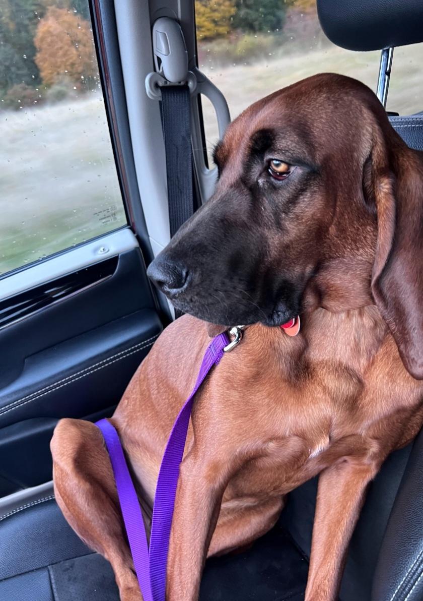 Violet, a ADOPTABLE Redbone Coonhound in Tacoma, WA image 4/4