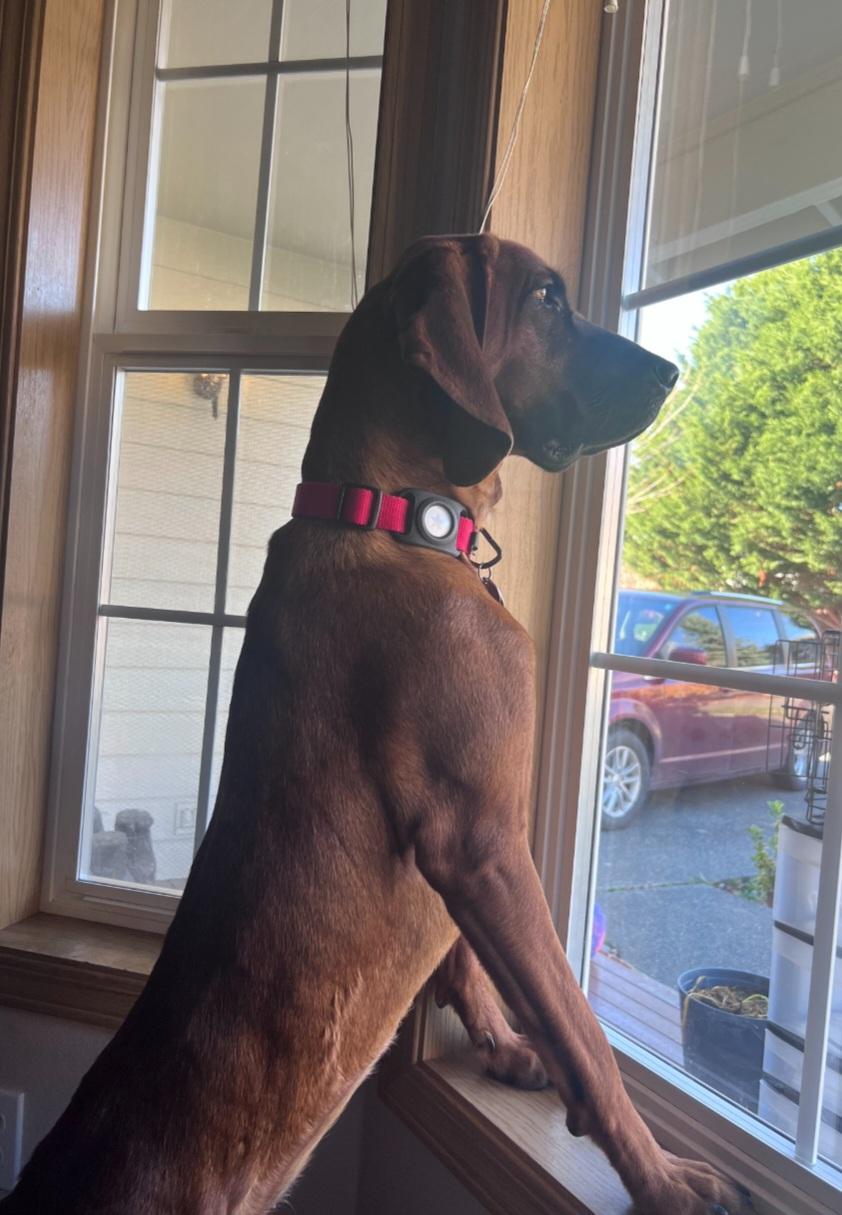 Violet, a ADOPTABLE Redbone Coonhound in Tacoma, WA image 3/4