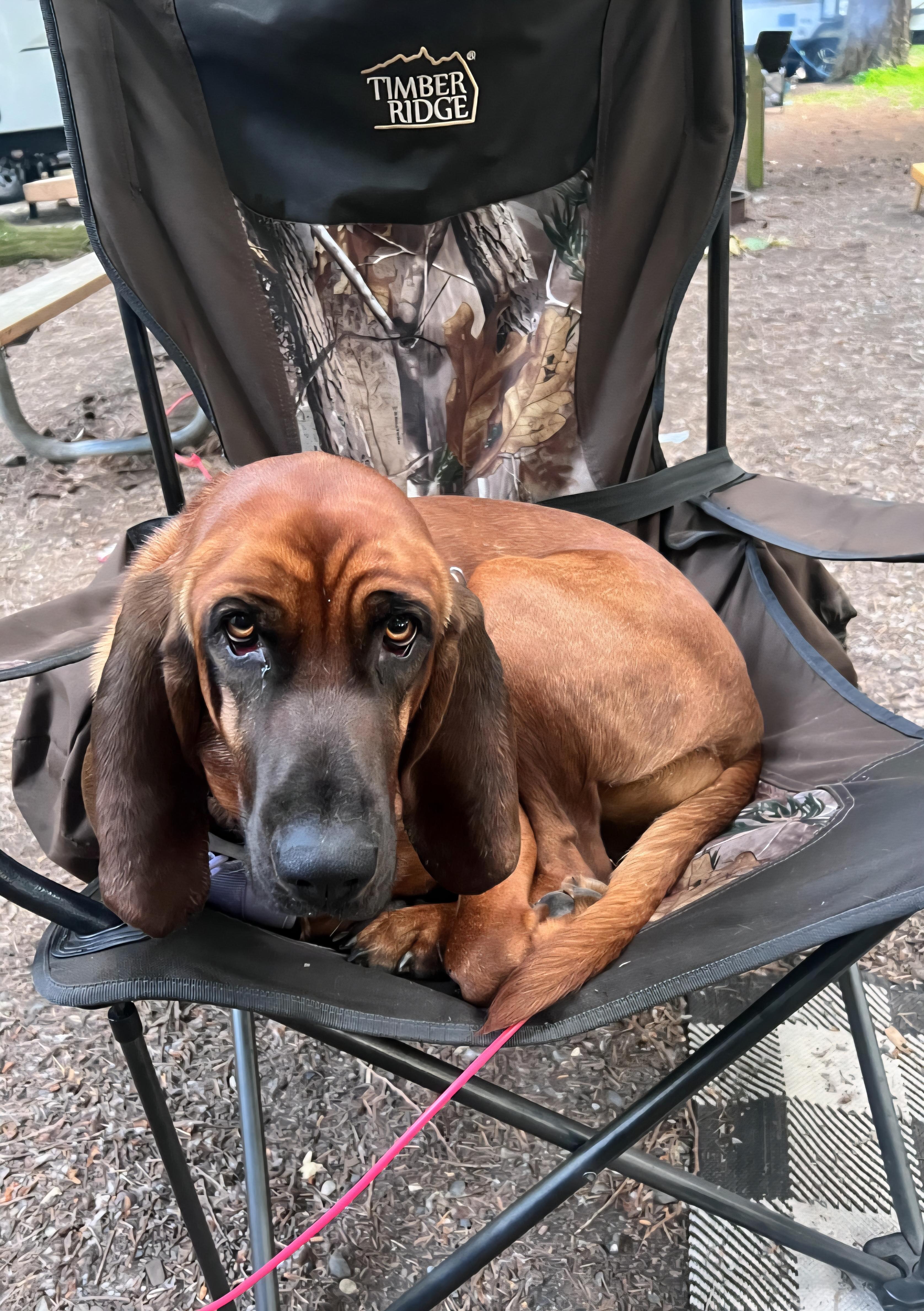 Violet, a ADOPTABLE Redbone Coonhound in Tacoma, WA image 2/4