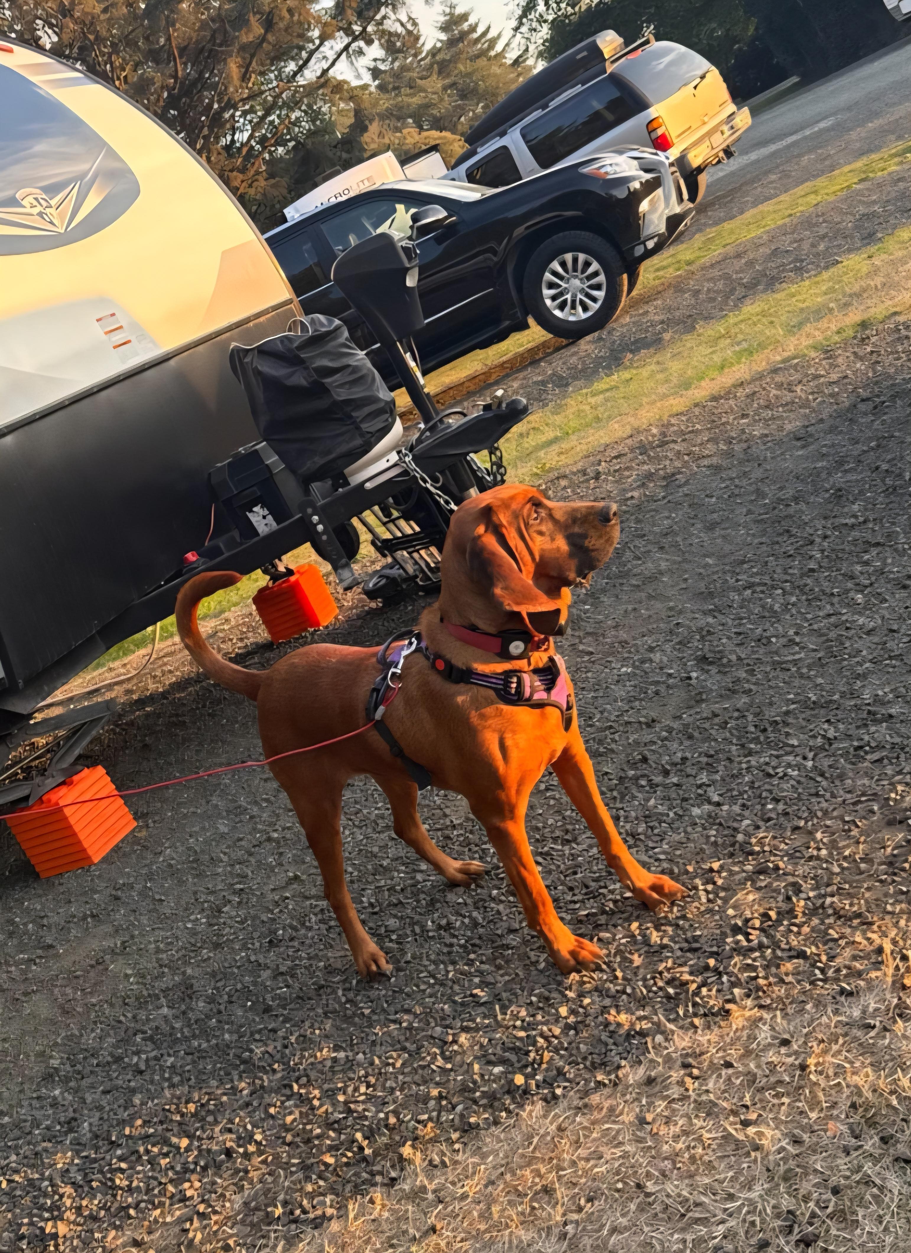 Violet, ADOPTABLE, Adult Female Redbone Coonhound.