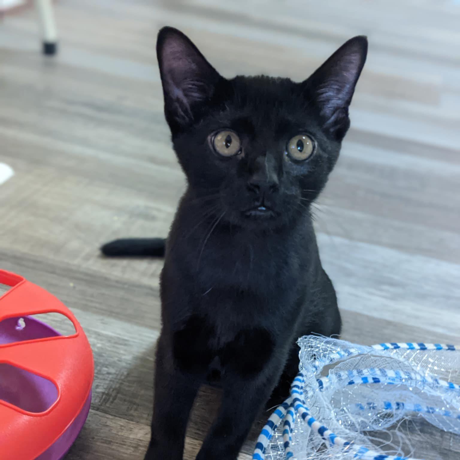 Black Kittens