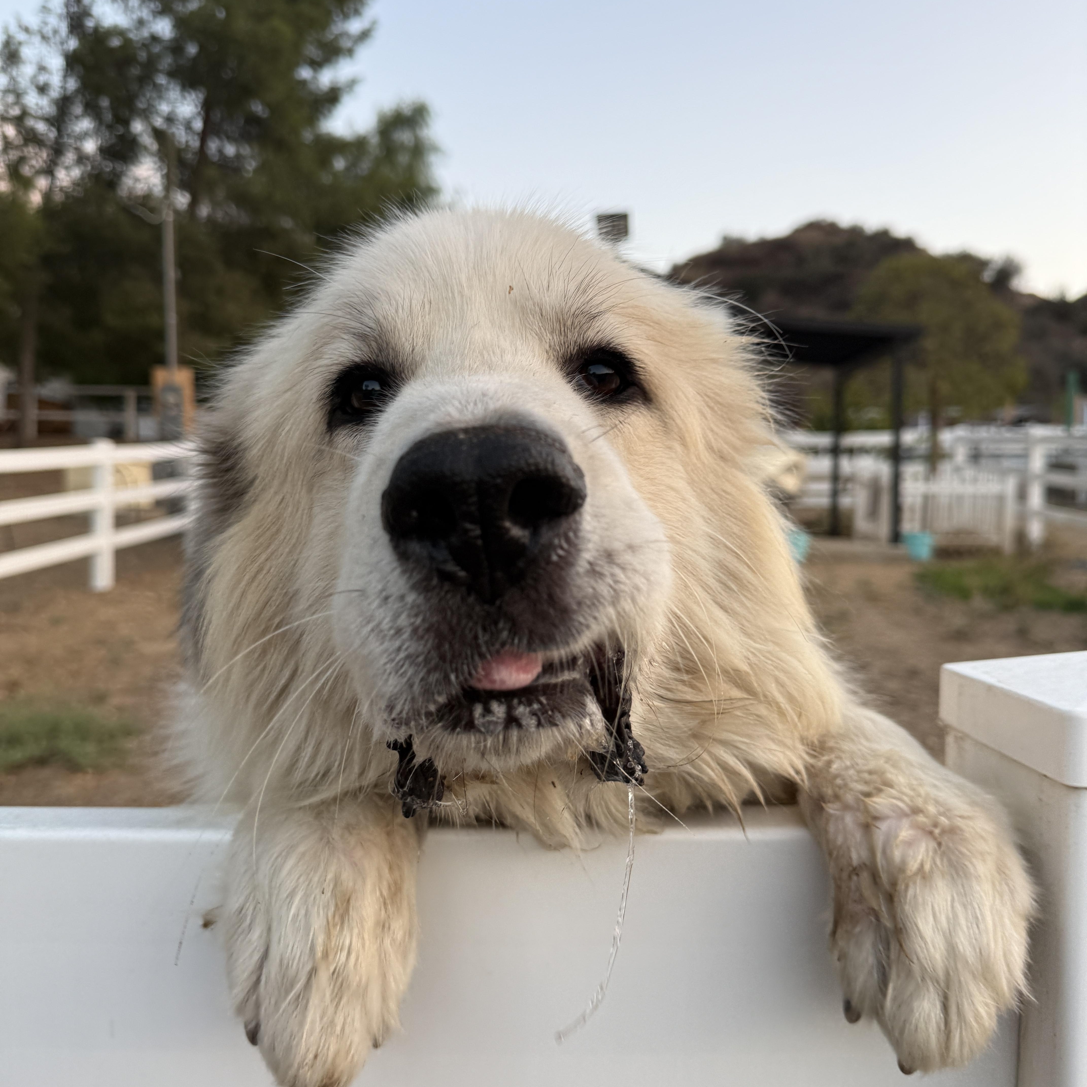 Enlarge Nickolai, a Adoptable Great Pyrenees in Redlands, CA image 3/3