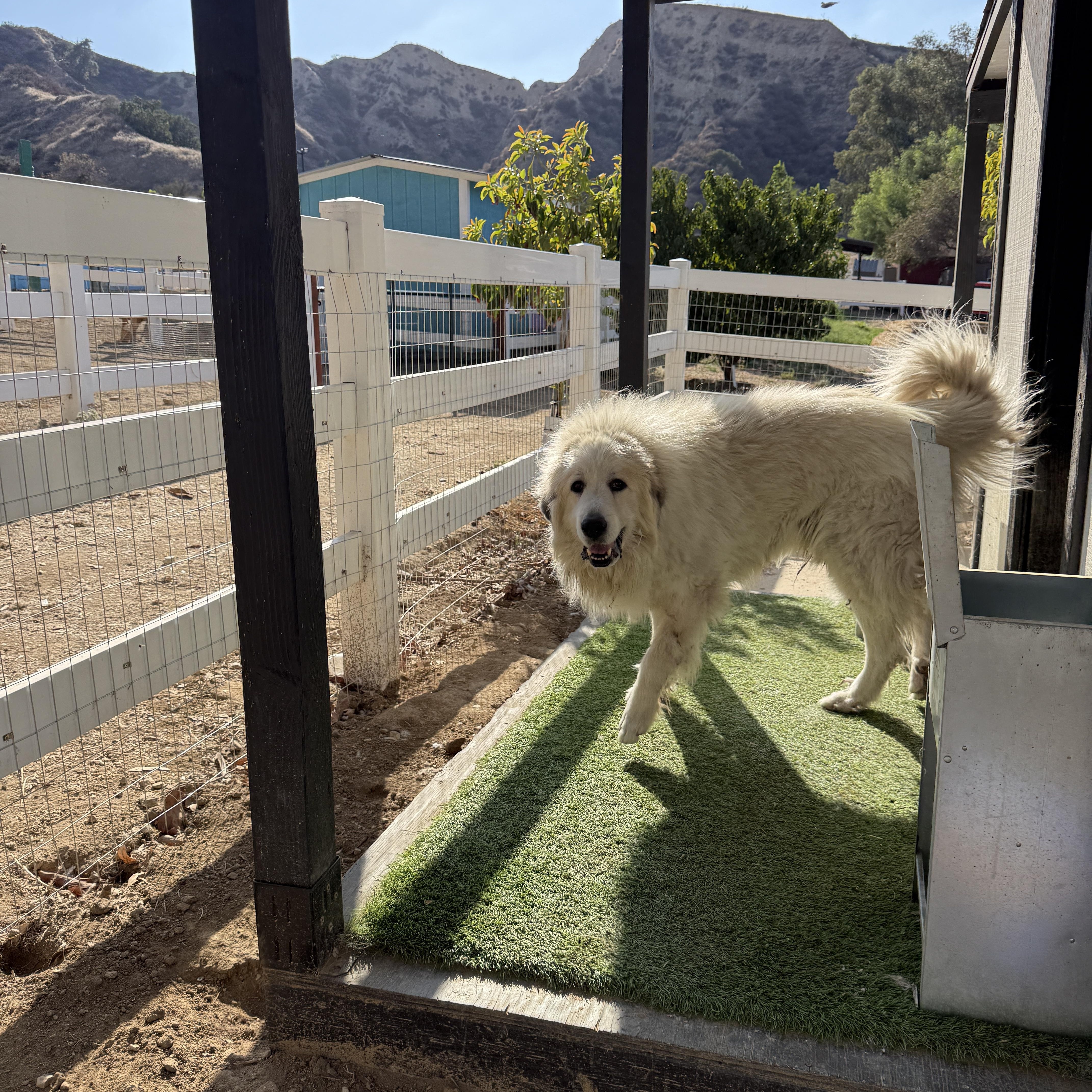 Enlarge Nickolai, a Adoptable Great Pyrenees in Redlands, CA image 2/3