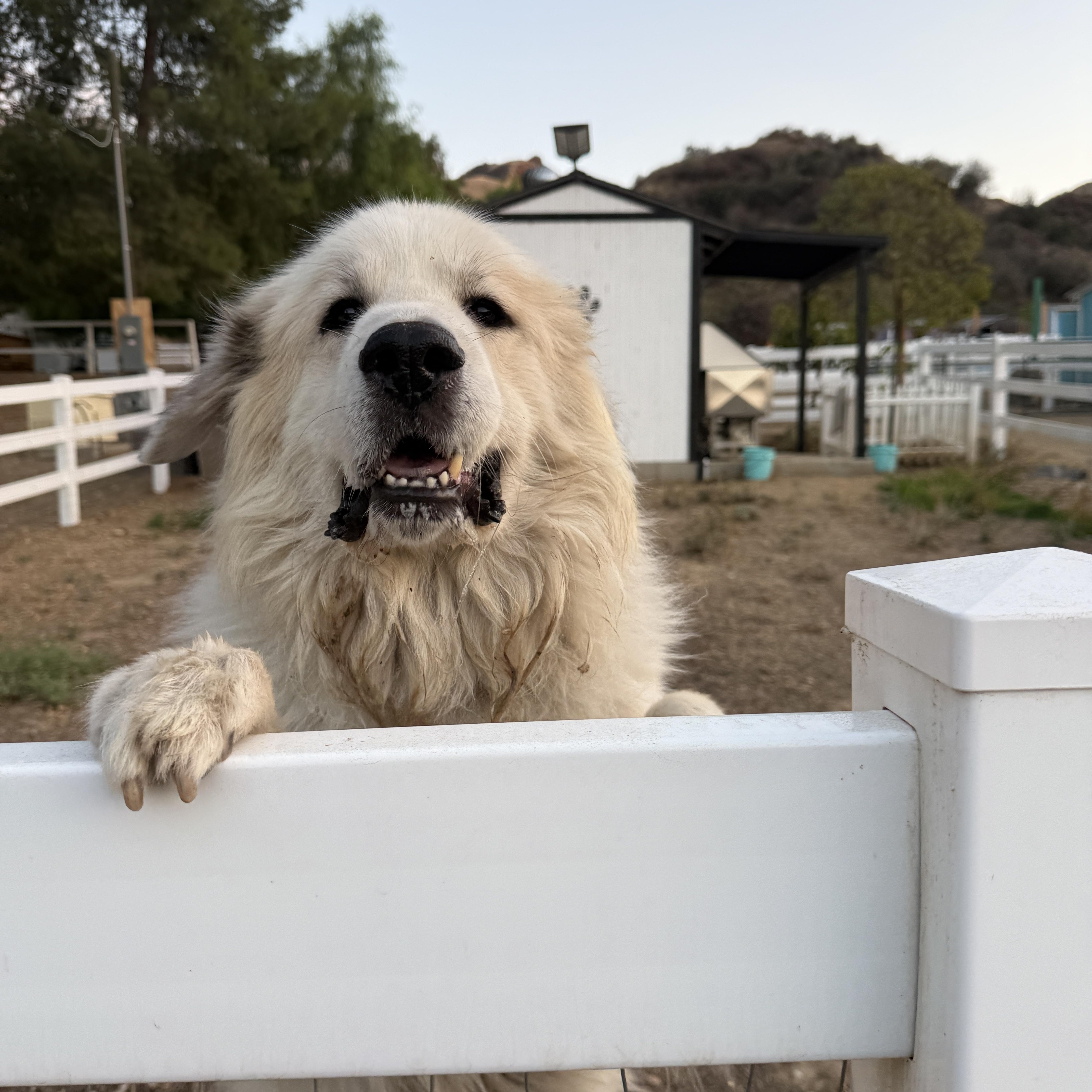 Enlarge Nickolai, a Adoptable Great Pyrenees in Redlands, CA image 1/3