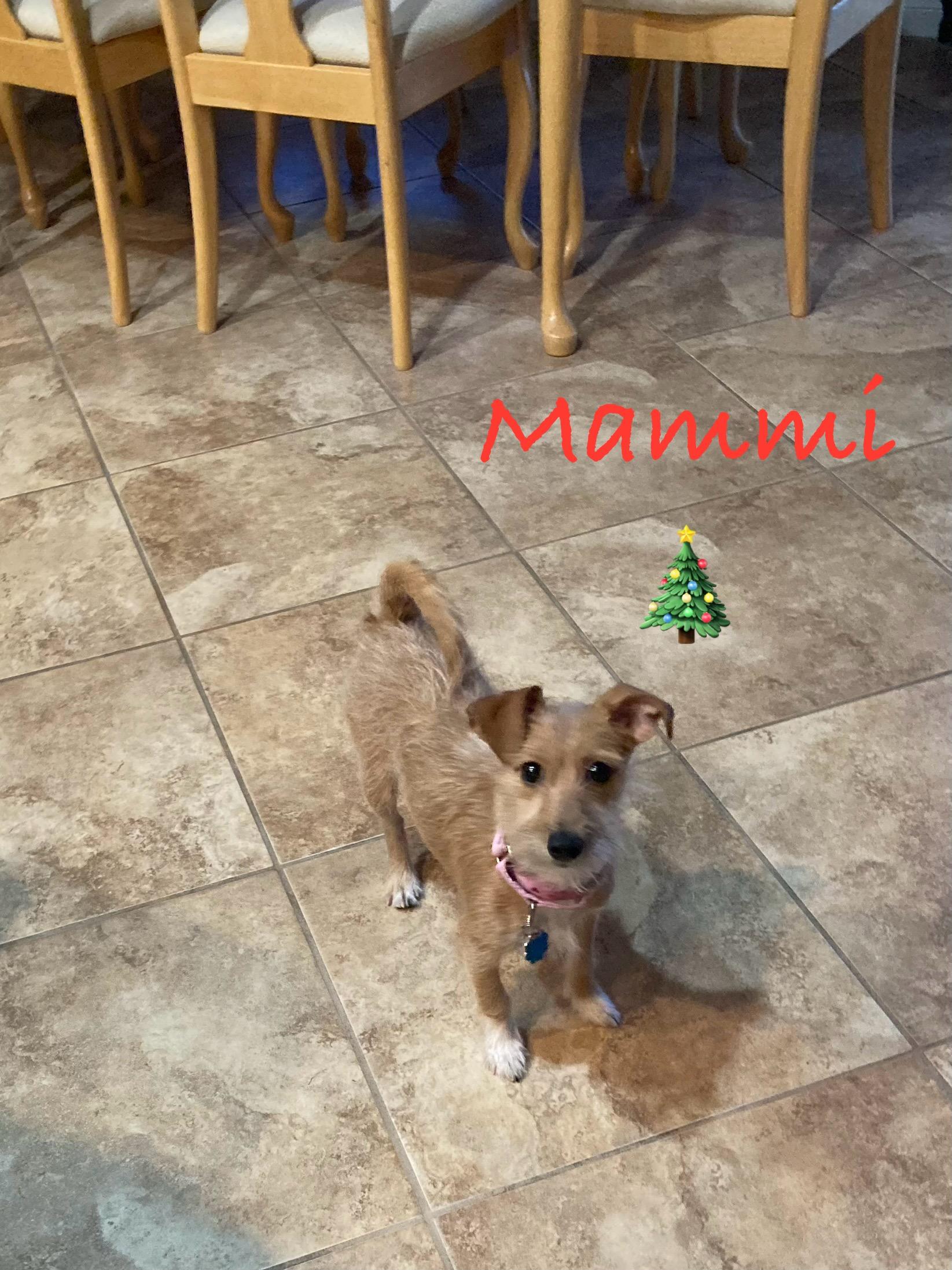 Enlarge Mami, a Adoptable Terrier image 1/1