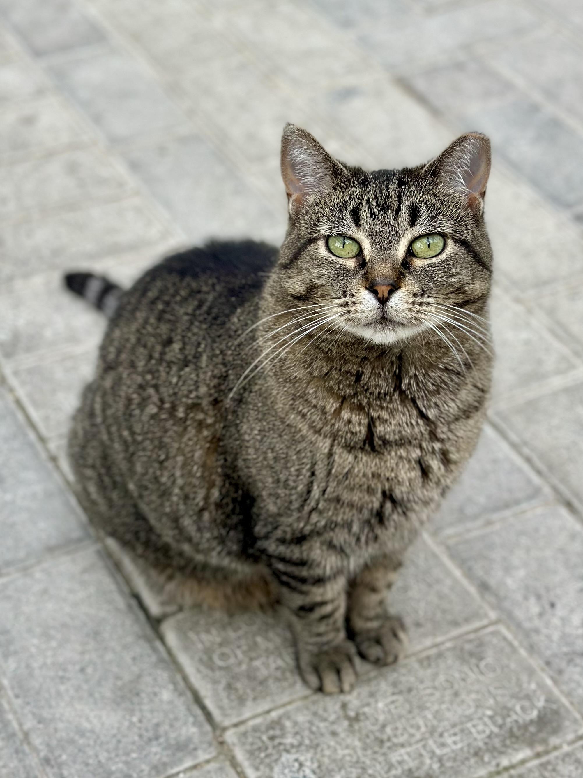 Enlarge Andi, an adopted Domestic Short Hair in Faribault, MN image 5/6