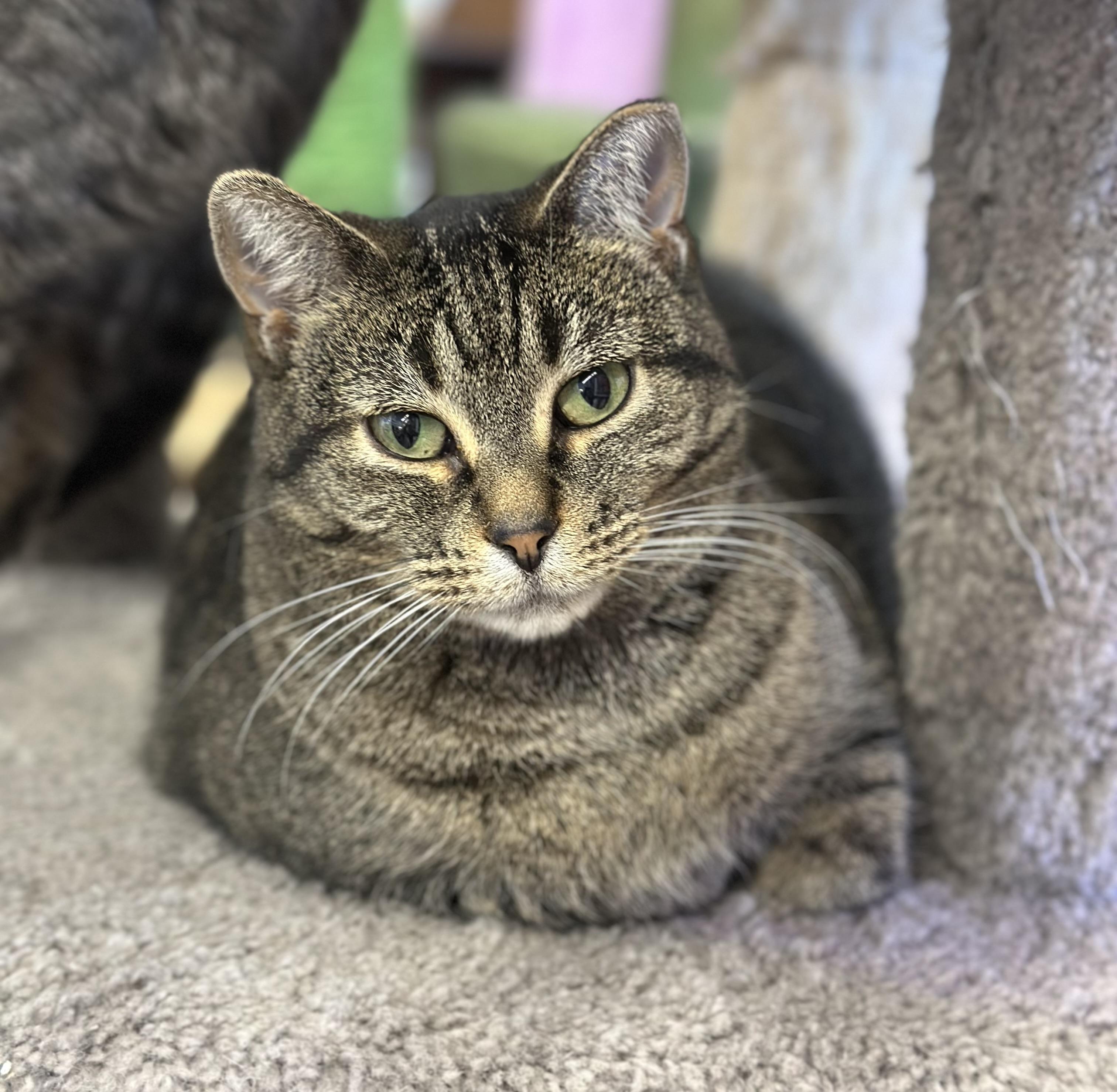 Enlarge Andi, an adopted Domestic Short Hair in Faribault, MN image 2/6