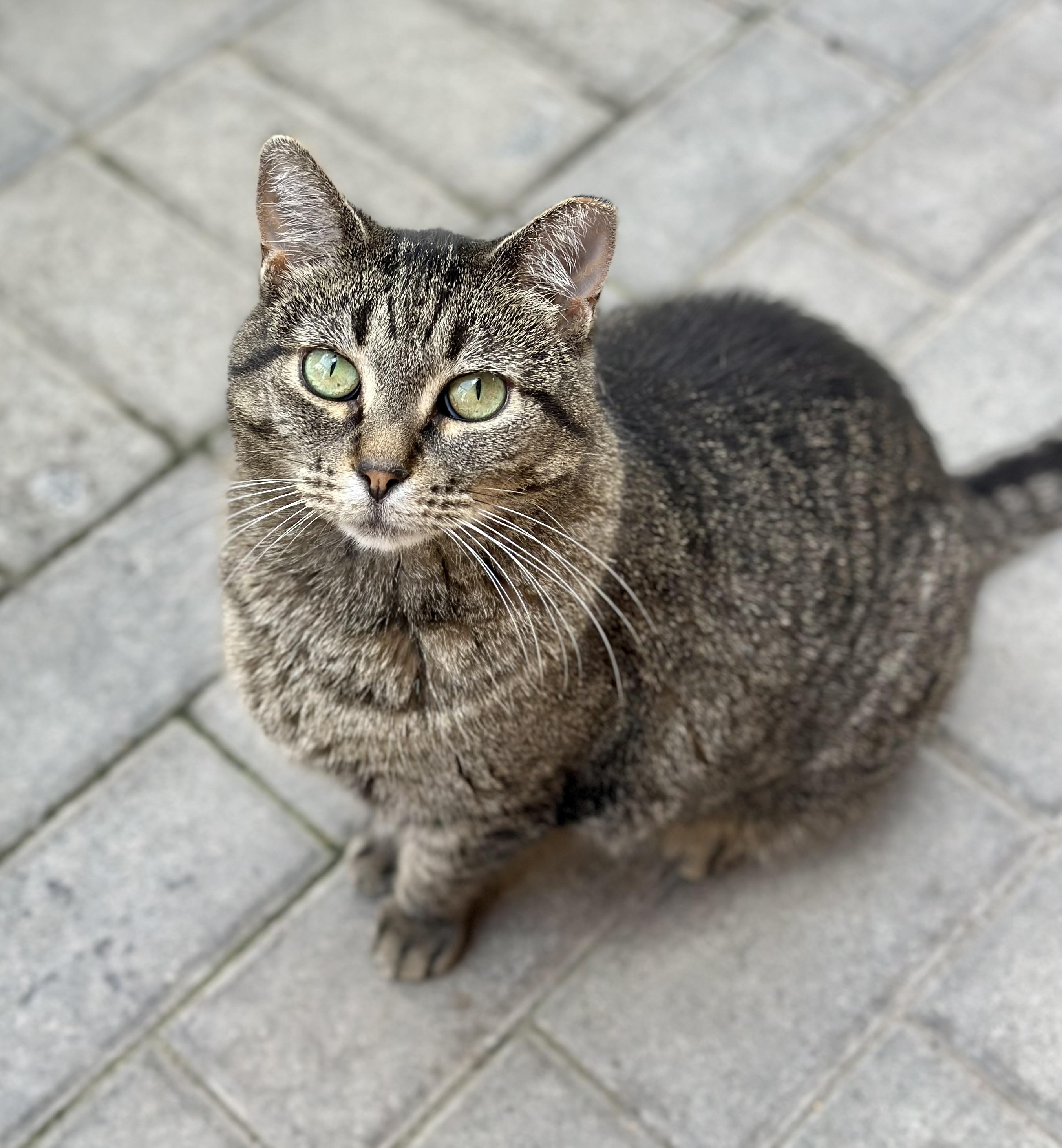 Andi, adopted, Adult Female Domestic Short Hair.