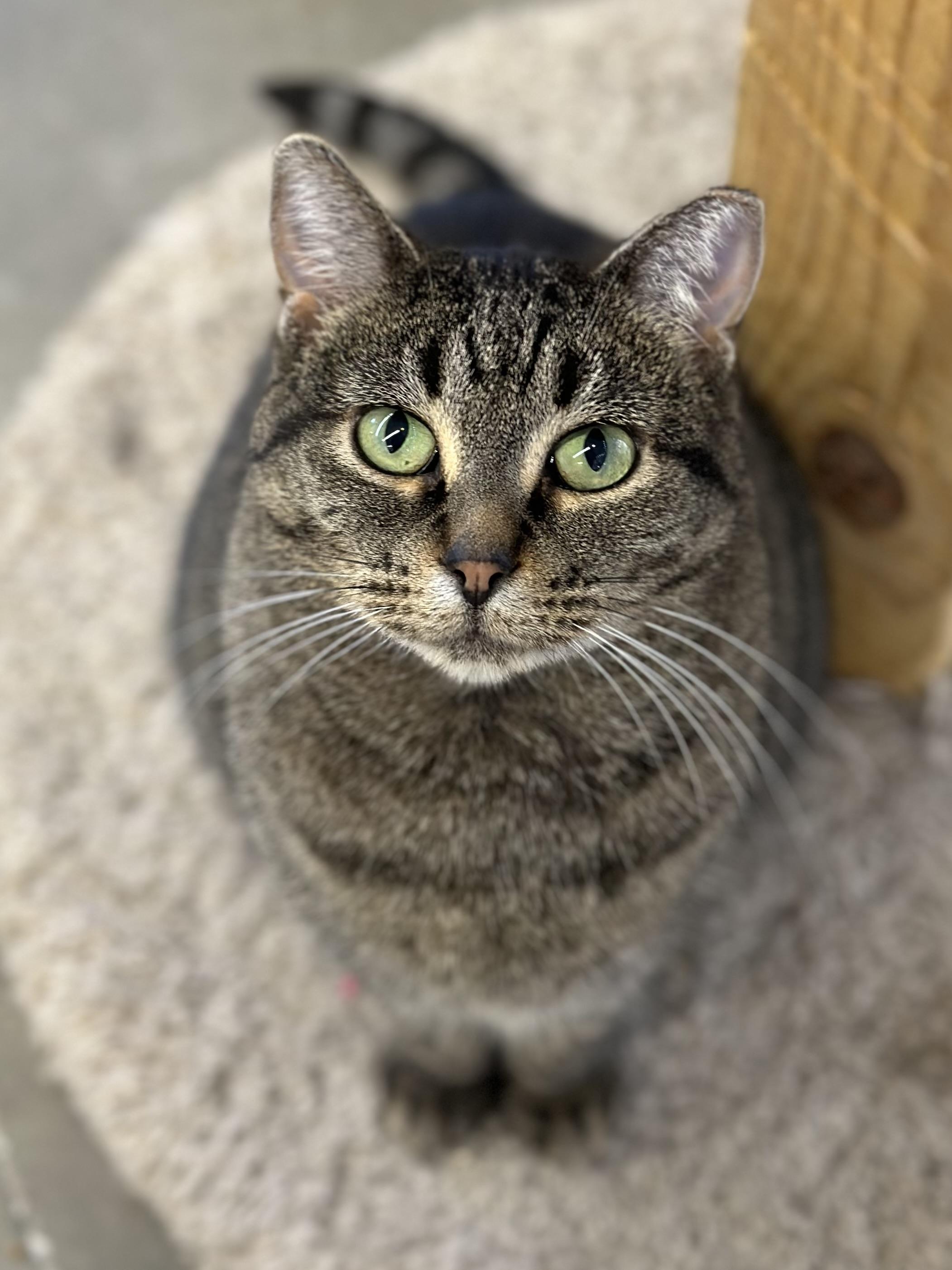 Enlarge Andi, an adopted Domestic Short Hair in Faribault, MN image 3/6