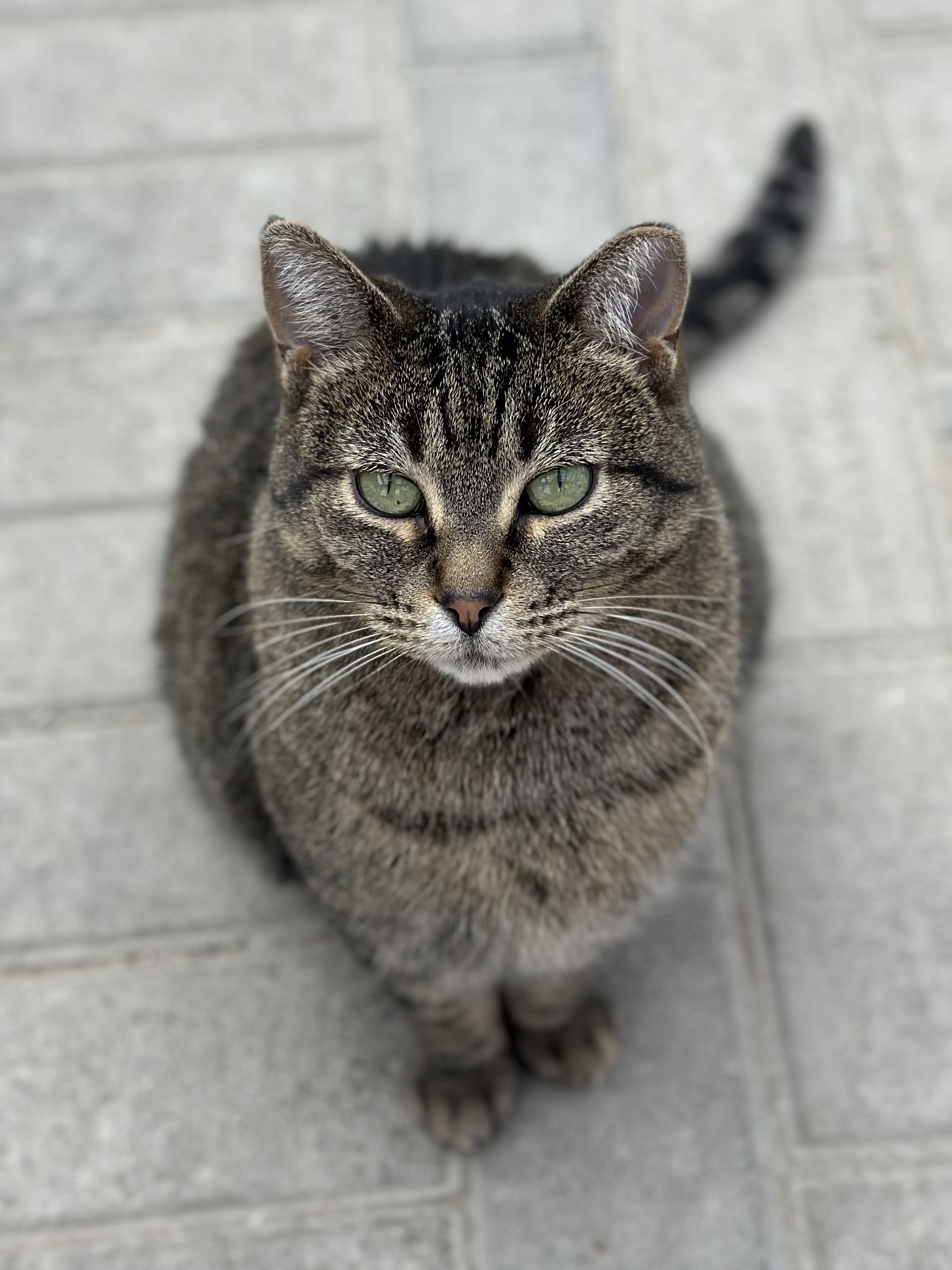 Enlarge Andi, an adopted Domestic Short Hair in Faribault, MN image 4/6