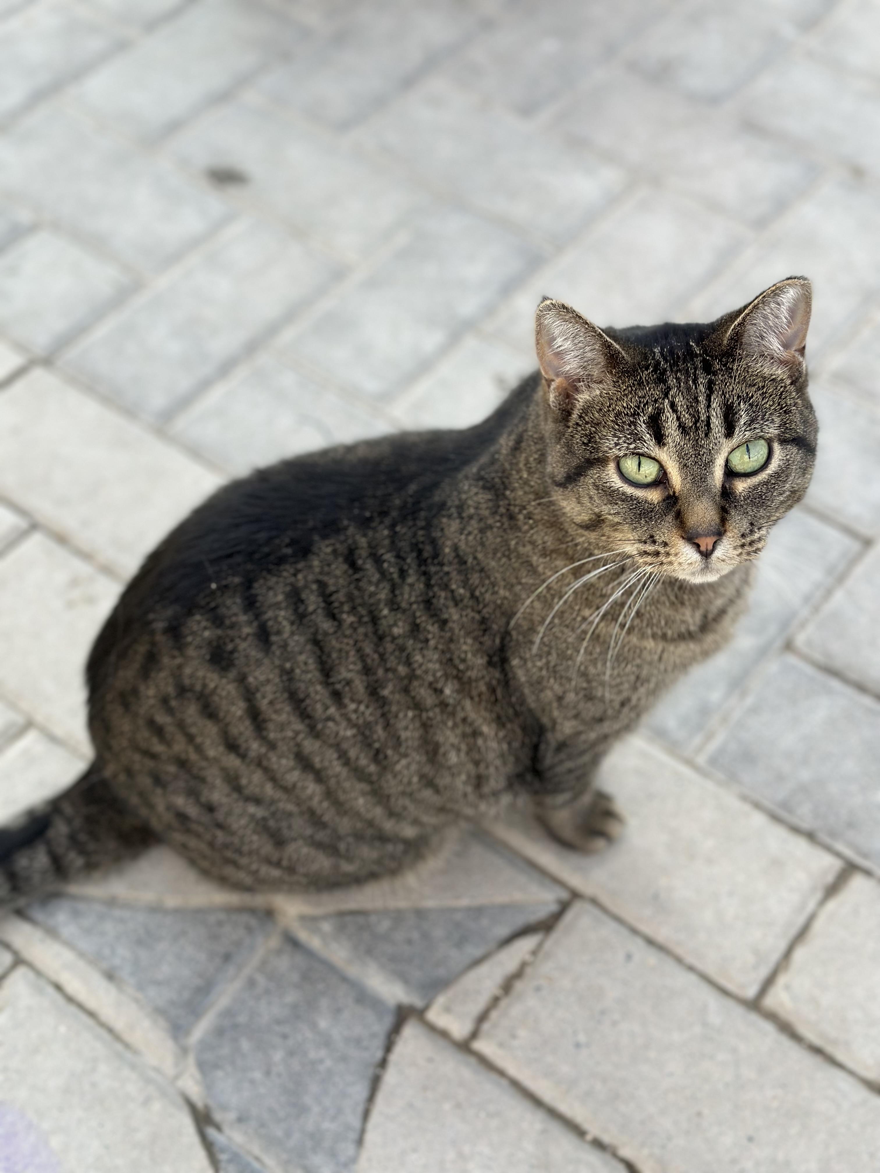 Enlarge Andi, an adopted Domestic Short Hair in Faribault, MN image 6/6