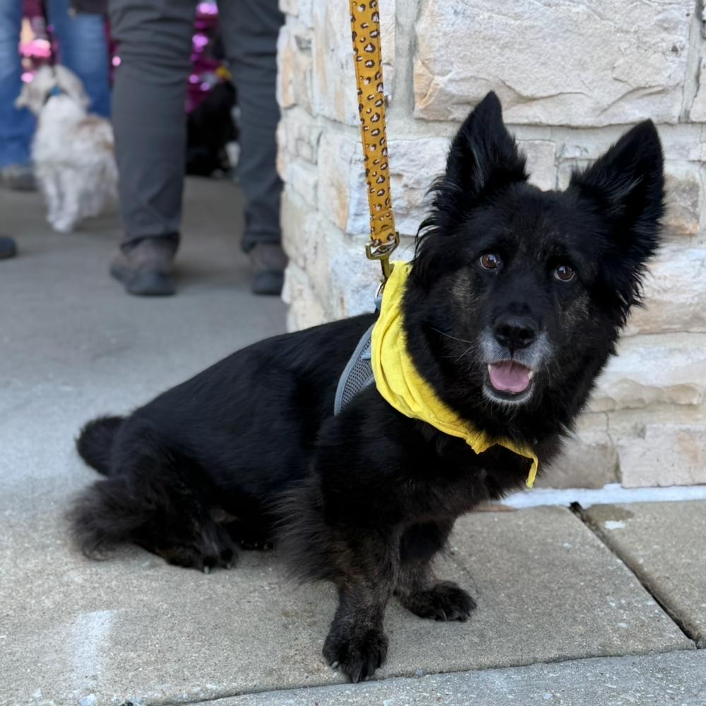 Timber, Adoptable, Adult Female Mixed Breed.