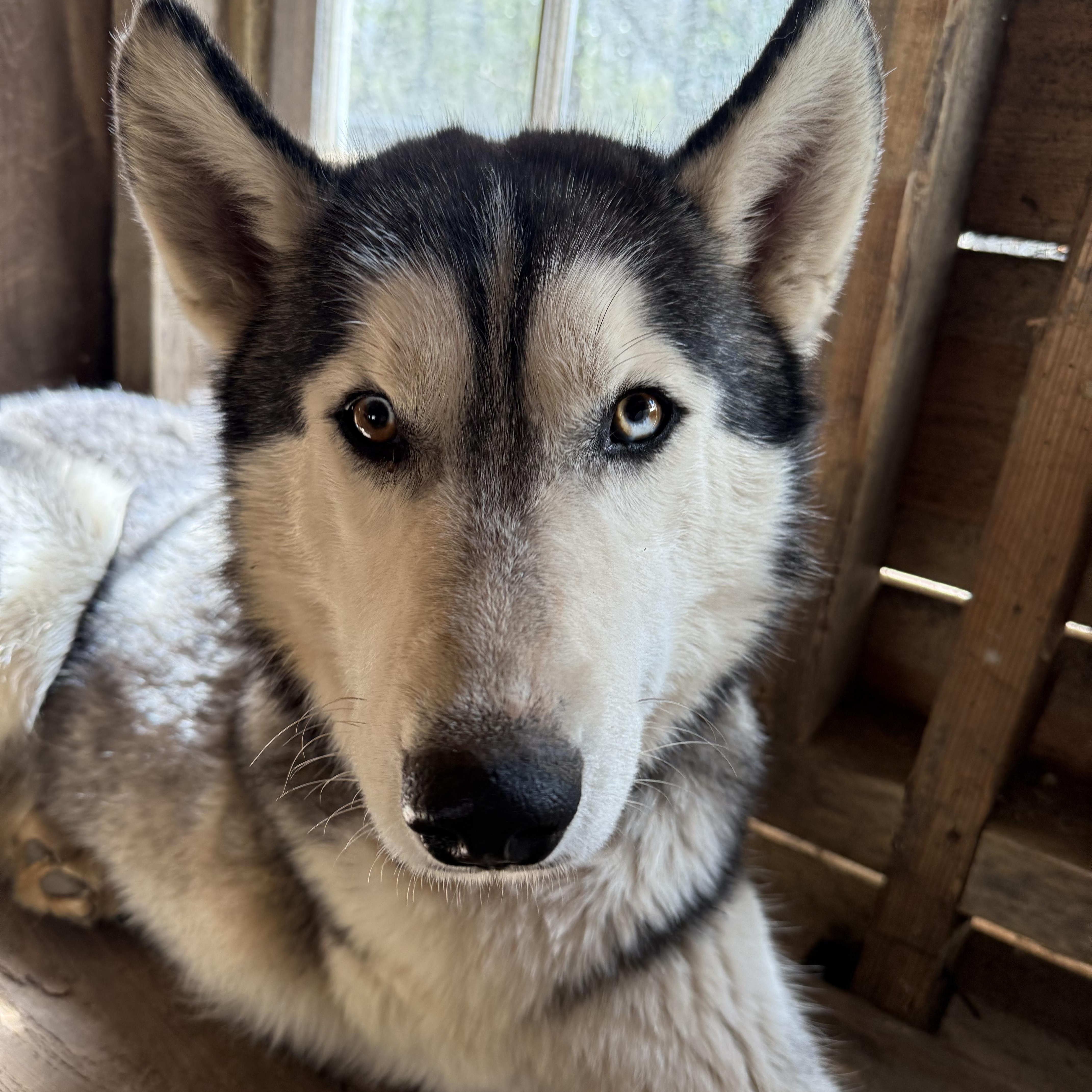Enlarge Chevy, a Adopted Siberian Husky in Sumter, SC image 1/6