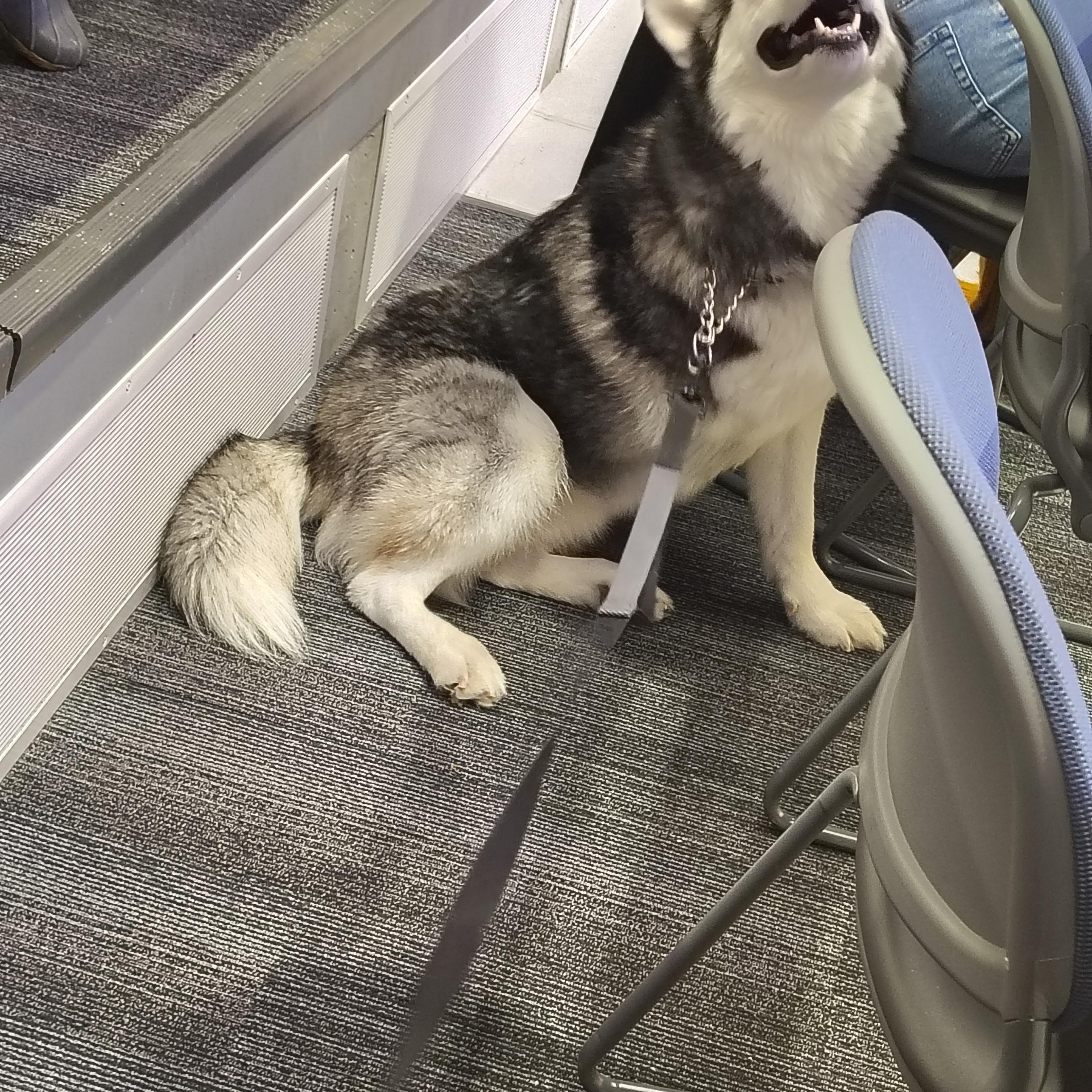 Enlarge Chevy, a Adopted Siberian Husky in Sumter, SC image 6/6