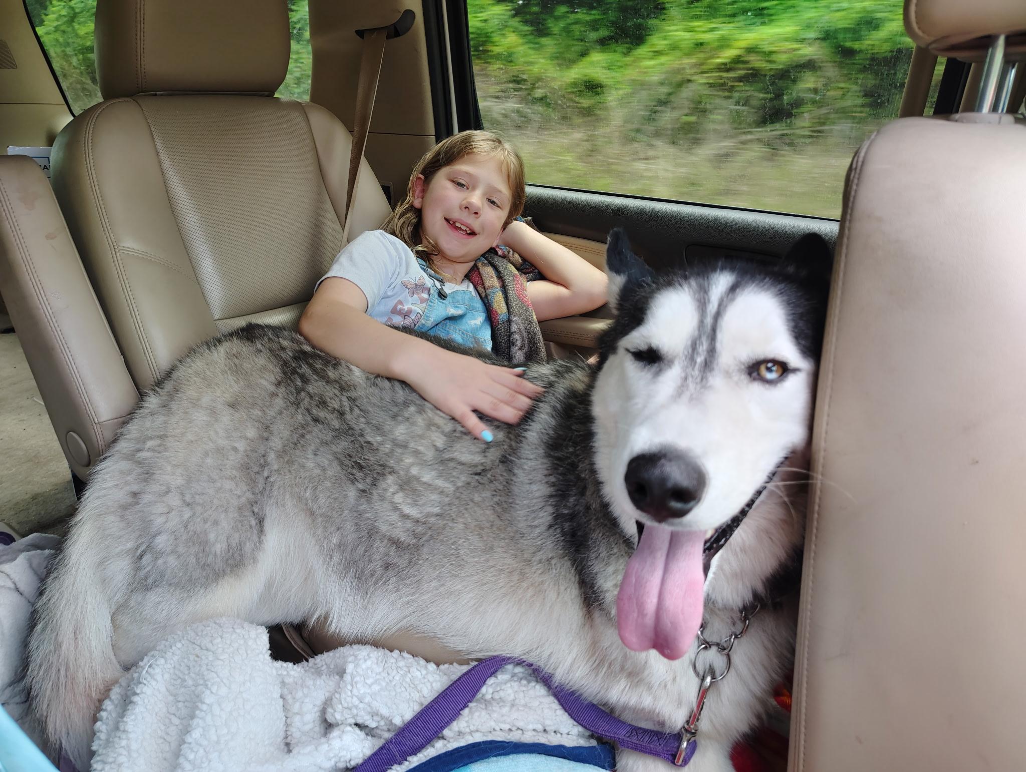 Enlarge Chevy, a Adopted Siberian Husky in Sumter, SC image 3/6
