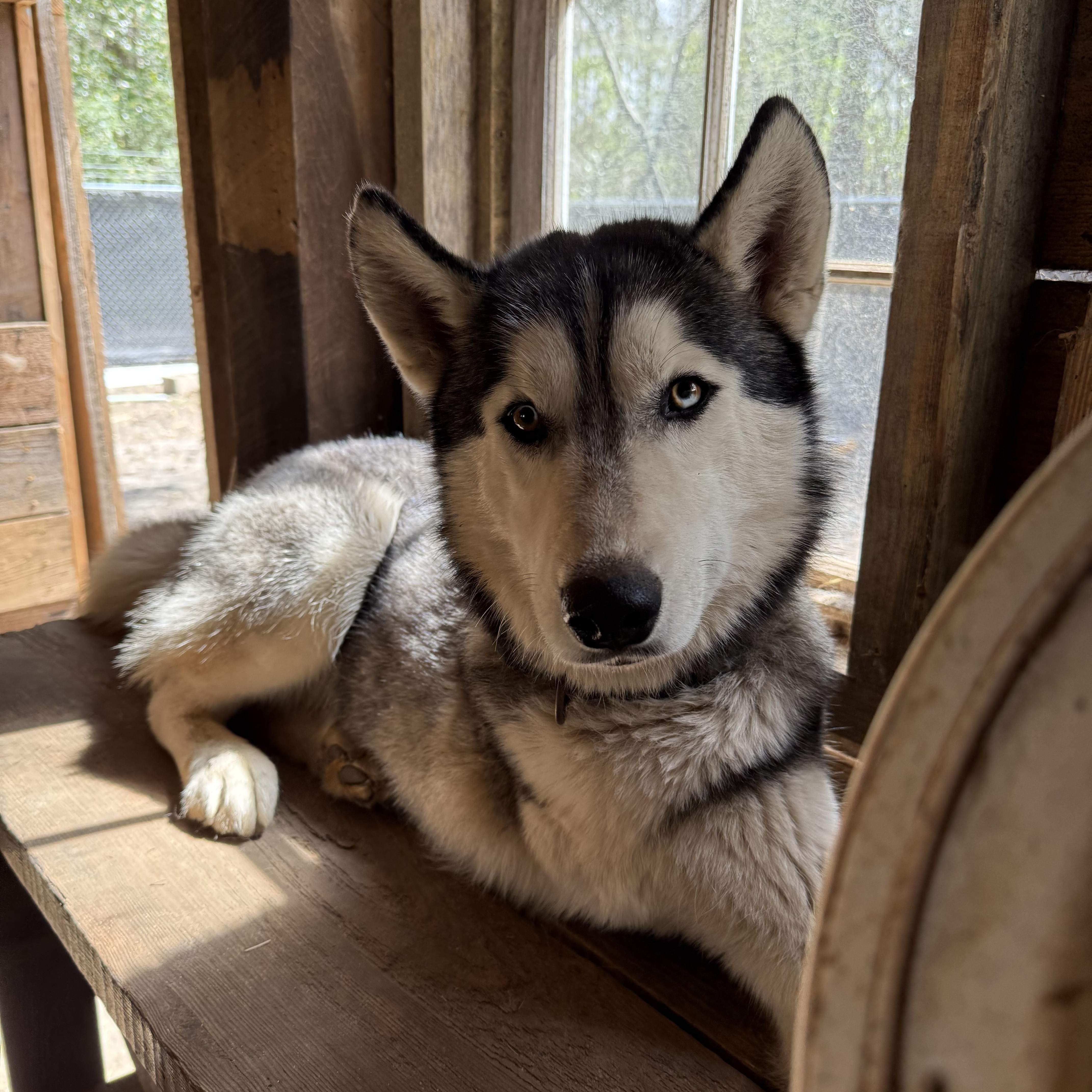 Enlarge Chevy, a Adopted Siberian Husky in Sumter, SC image 4/6