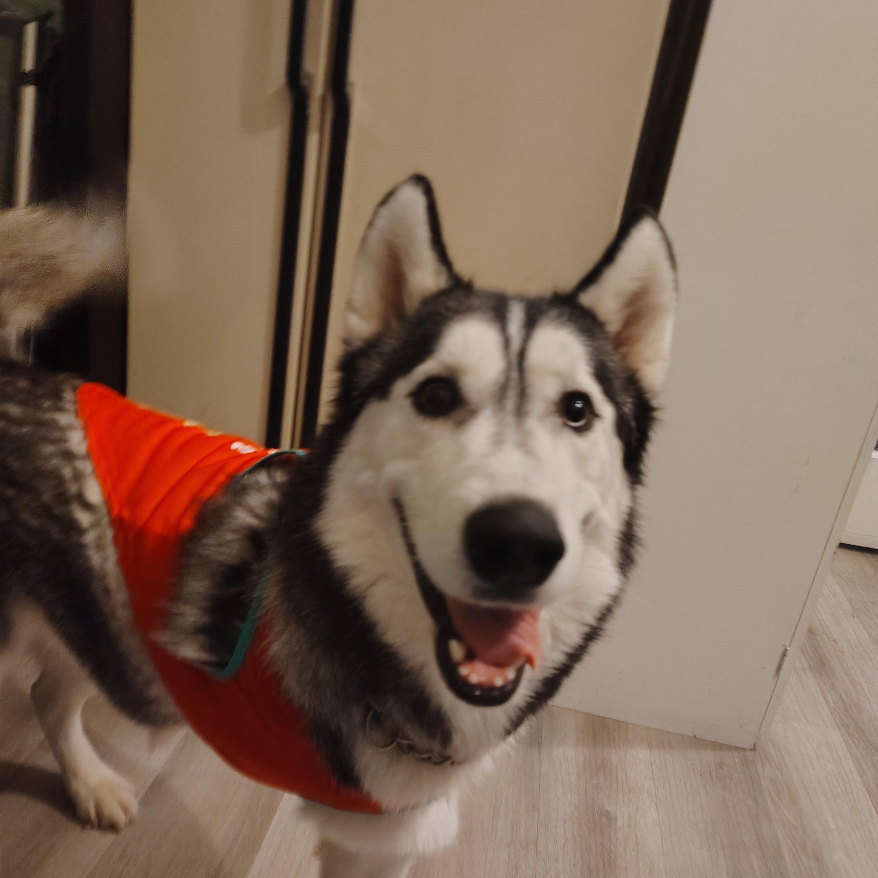 Enlarge Chevy, a Adopted Siberian Husky in Sumter, SC image 2/6