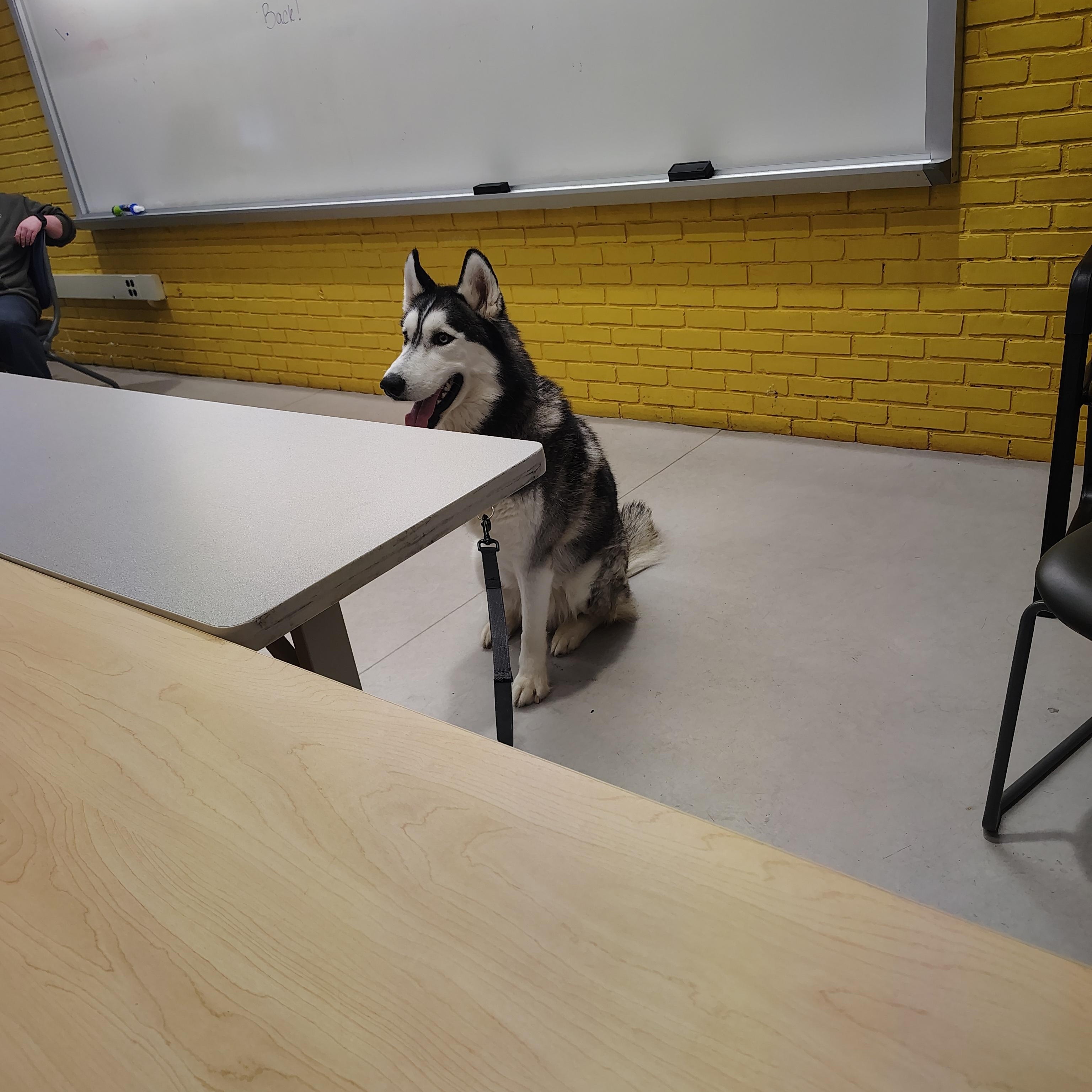 Enlarge Chevy, a Adopted Siberian Husky in Sumter, SC image 5/6