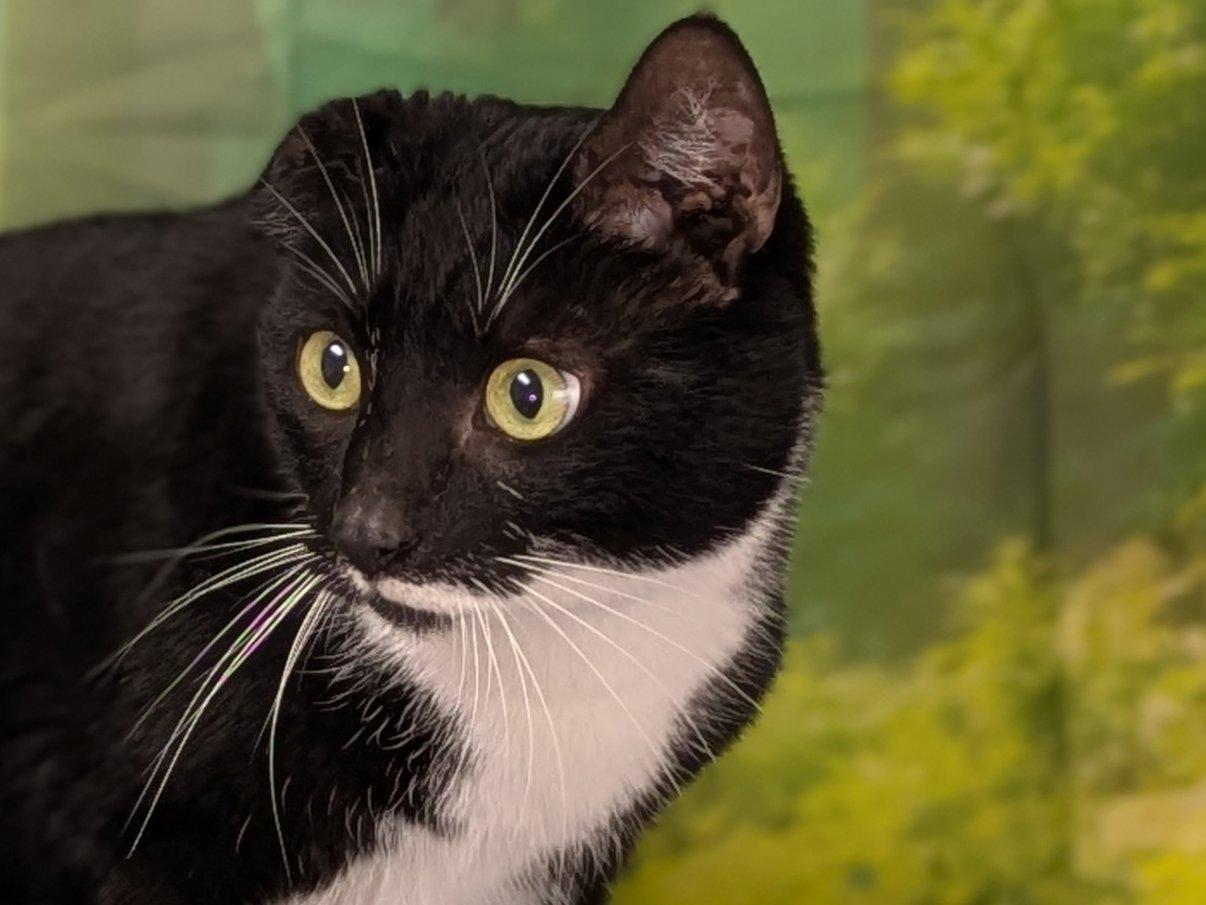 Enlarge Kevin the Terrible, a ADOPTABLE mixed breed in Republic, WA image 4/6