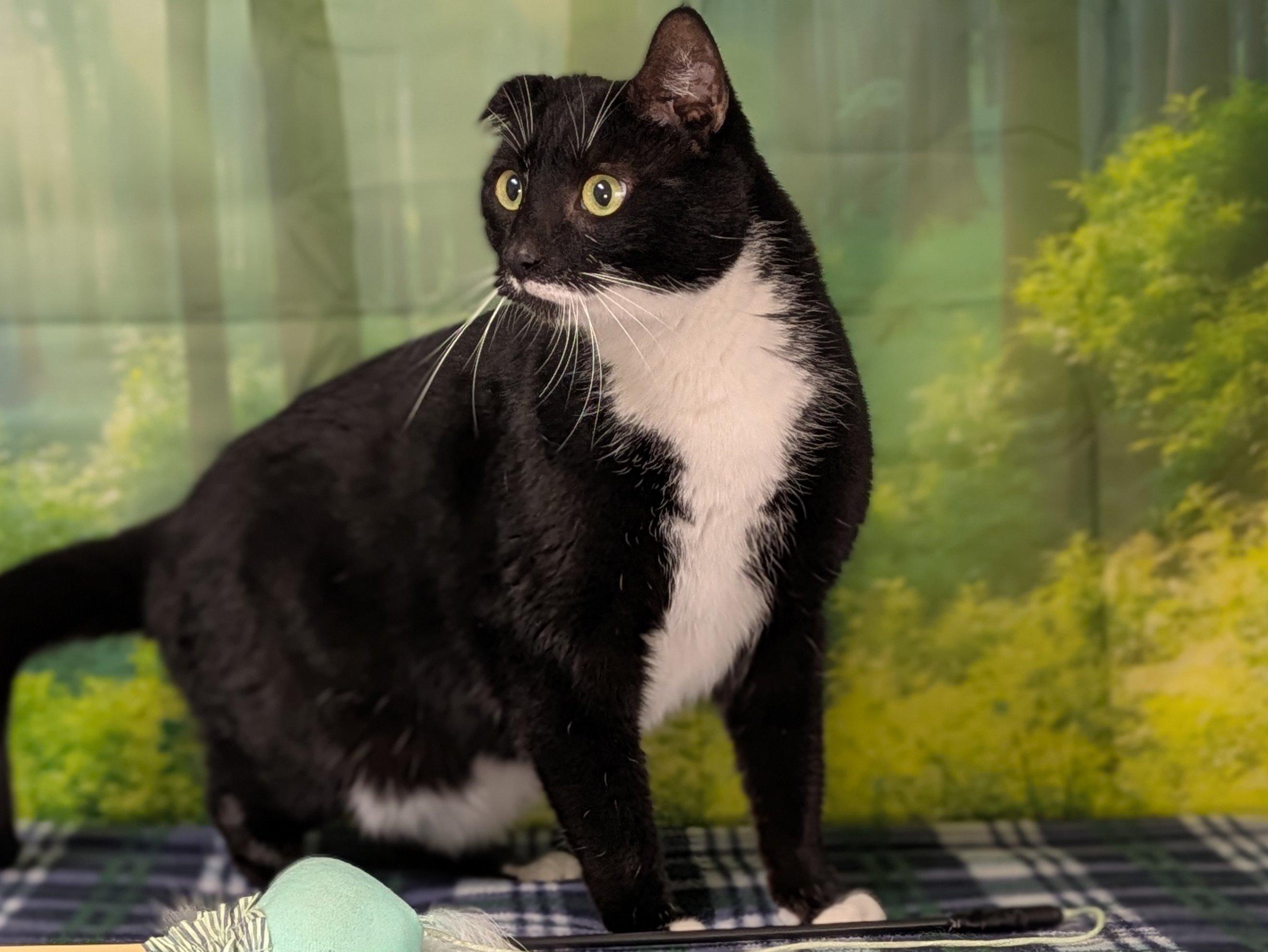 Enlarge Kevin the Terrible, a ADOPTABLE mixed breed in Republic, WA image 2/6