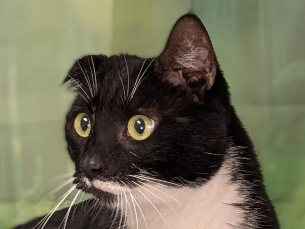 Enlarge Kevin the Terrible, a ADOPTABLE mixed breed in Republic, WA image 5/6