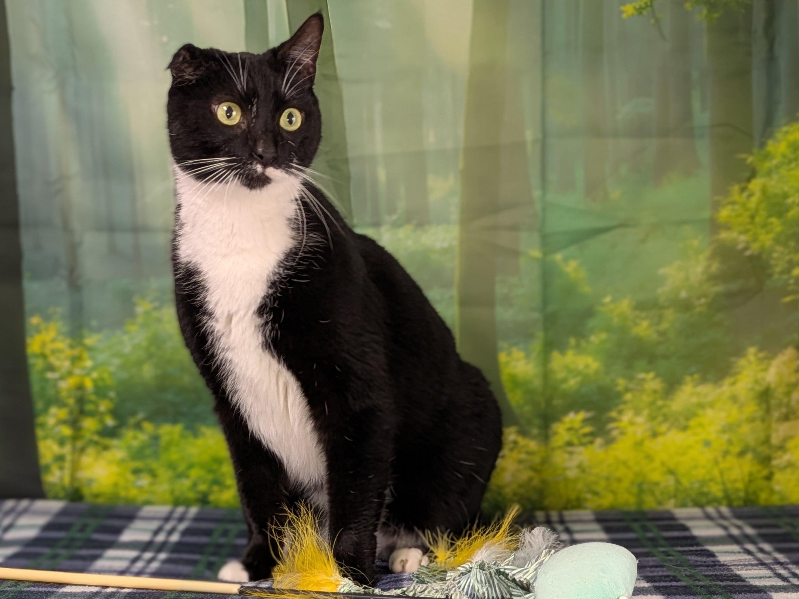 Enlarge Kevin the Terrible, a ADOPTABLE mixed breed in Republic, WA image 3/6