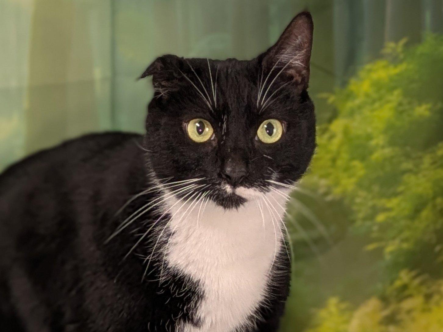 Kevin the Terrible, ADOPTABLE, Adult Male Tuxedo & Domestic Short Hair.