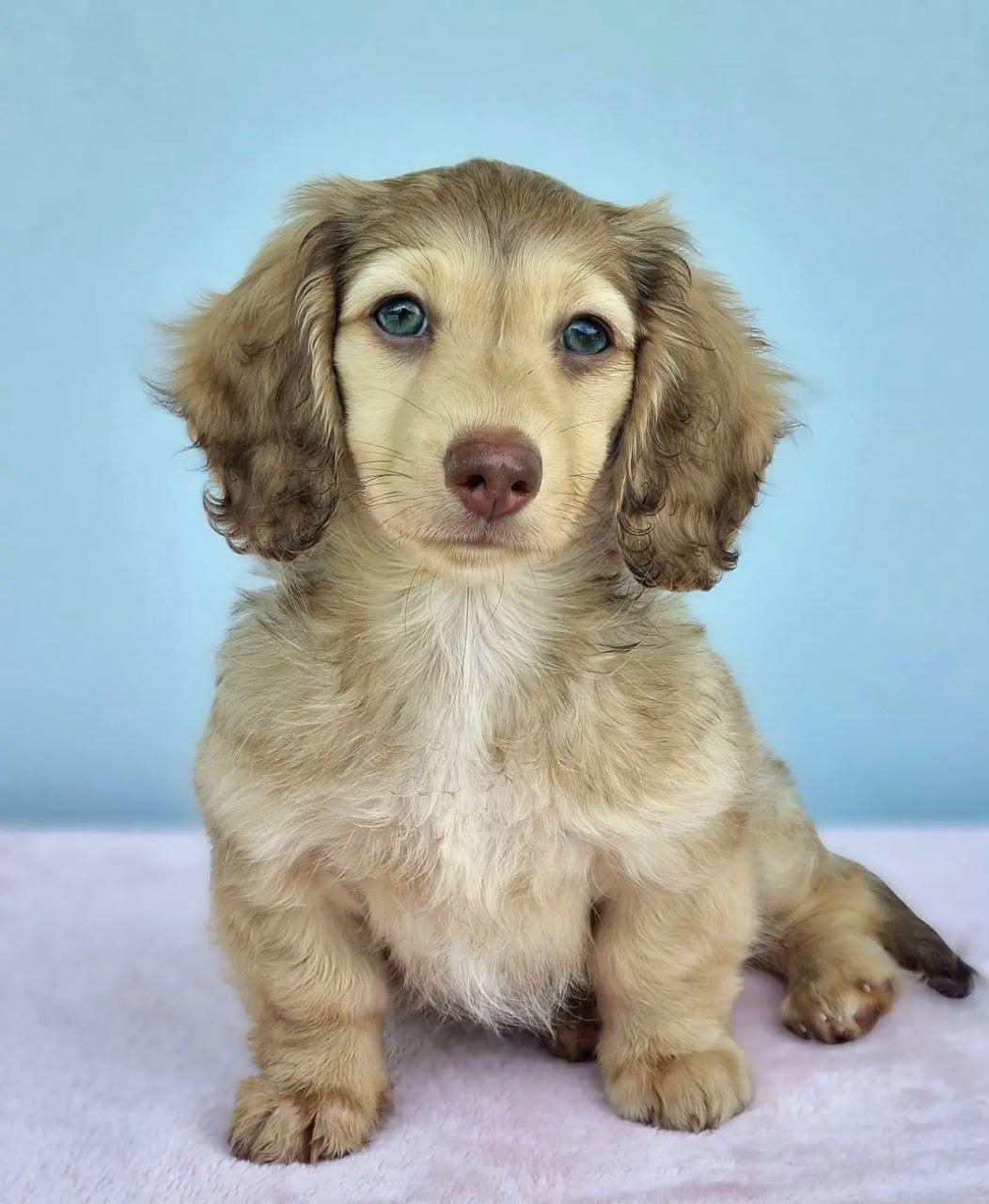 Chichi, Adoptable, Young Male Dachshund.