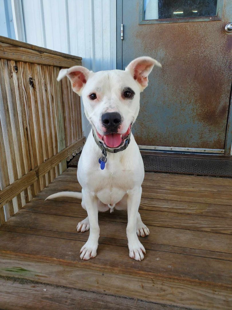 Finn, Adoptable, Young Male Pit Bull Terrier.