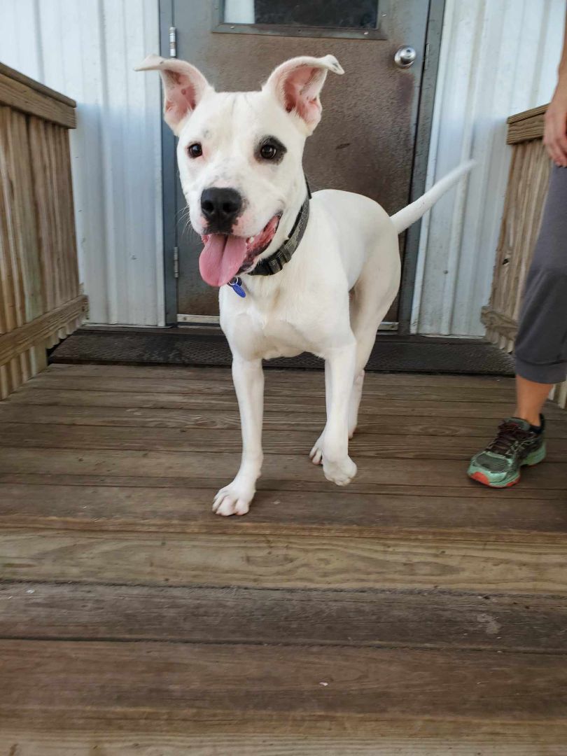 Enlarge Finn, a Adoptable Pit Bull Terrier in La Salle, IL image 2/5