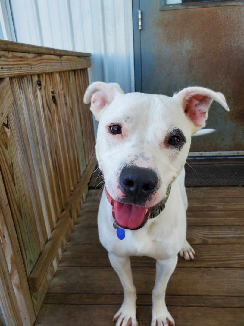 Enlarge Finn, a Adoptable Pit Bull Terrier in La Salle, IL image 3/5