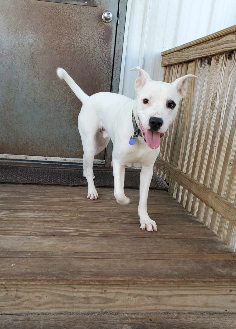 Enlarge Finn, a Adoptable Pit Bull Terrier in La Salle, IL image 4/5