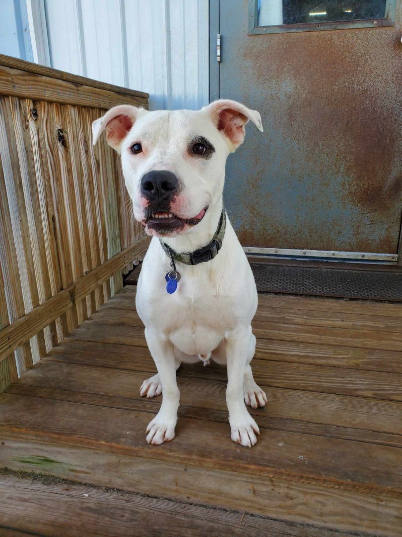 Enlarge Finn, a Adoptable Pit Bull Terrier in La Salle, IL image 5/5